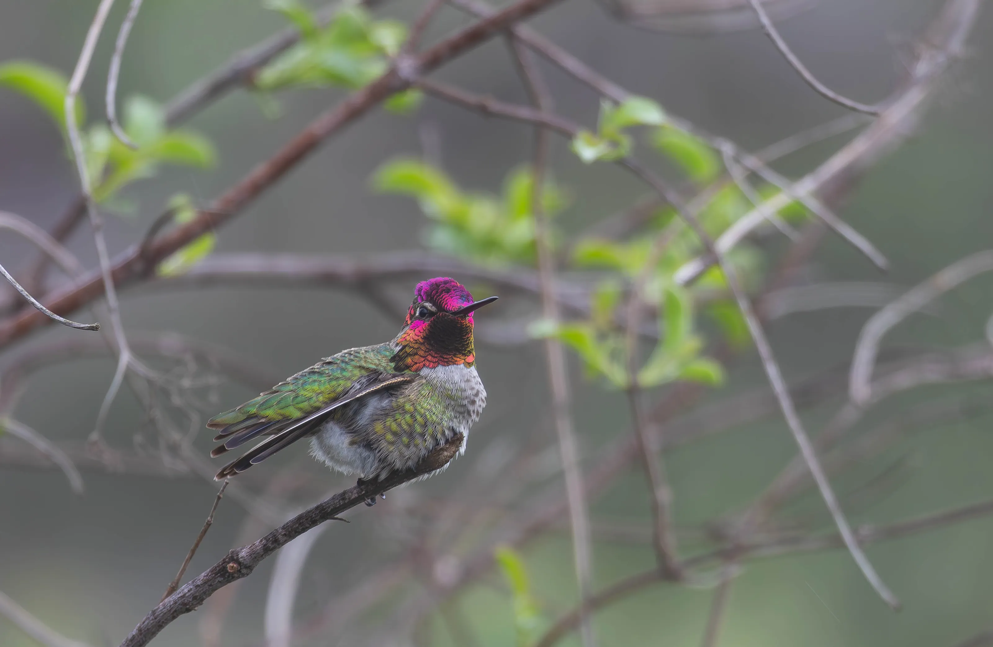 Iridescence at Rest