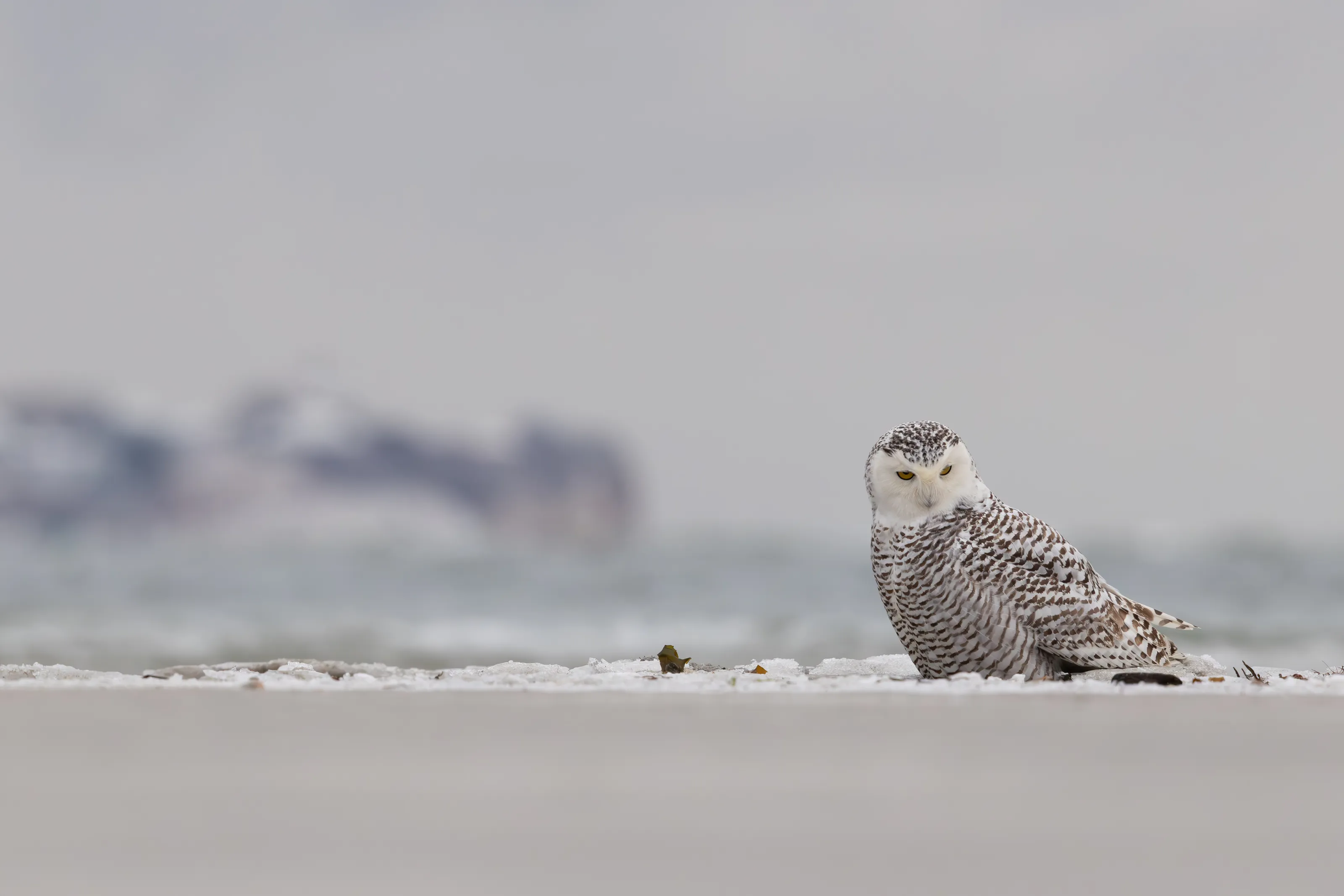 Snowy Owl
