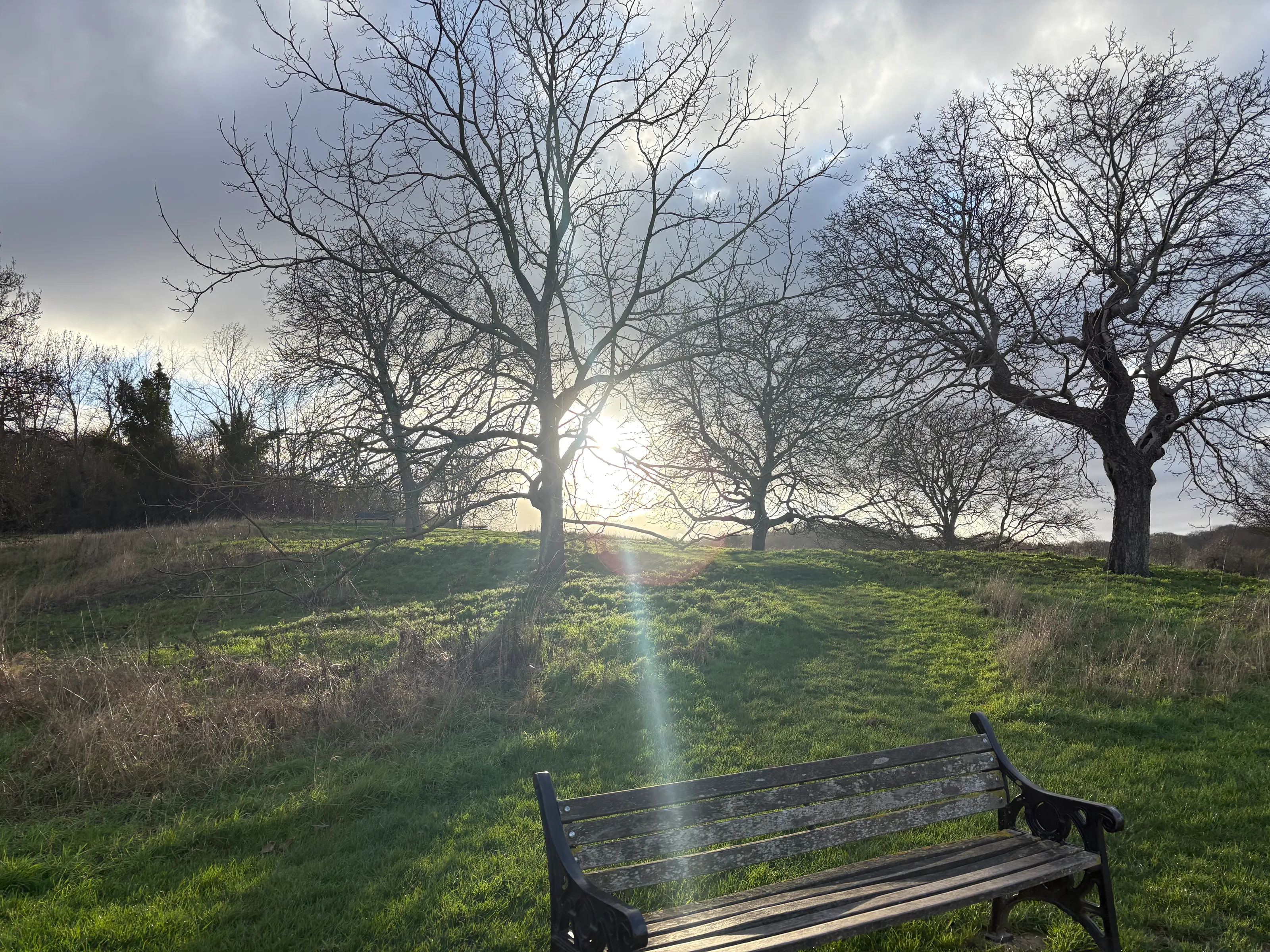 A shoot of brightness on Christmas Eve
