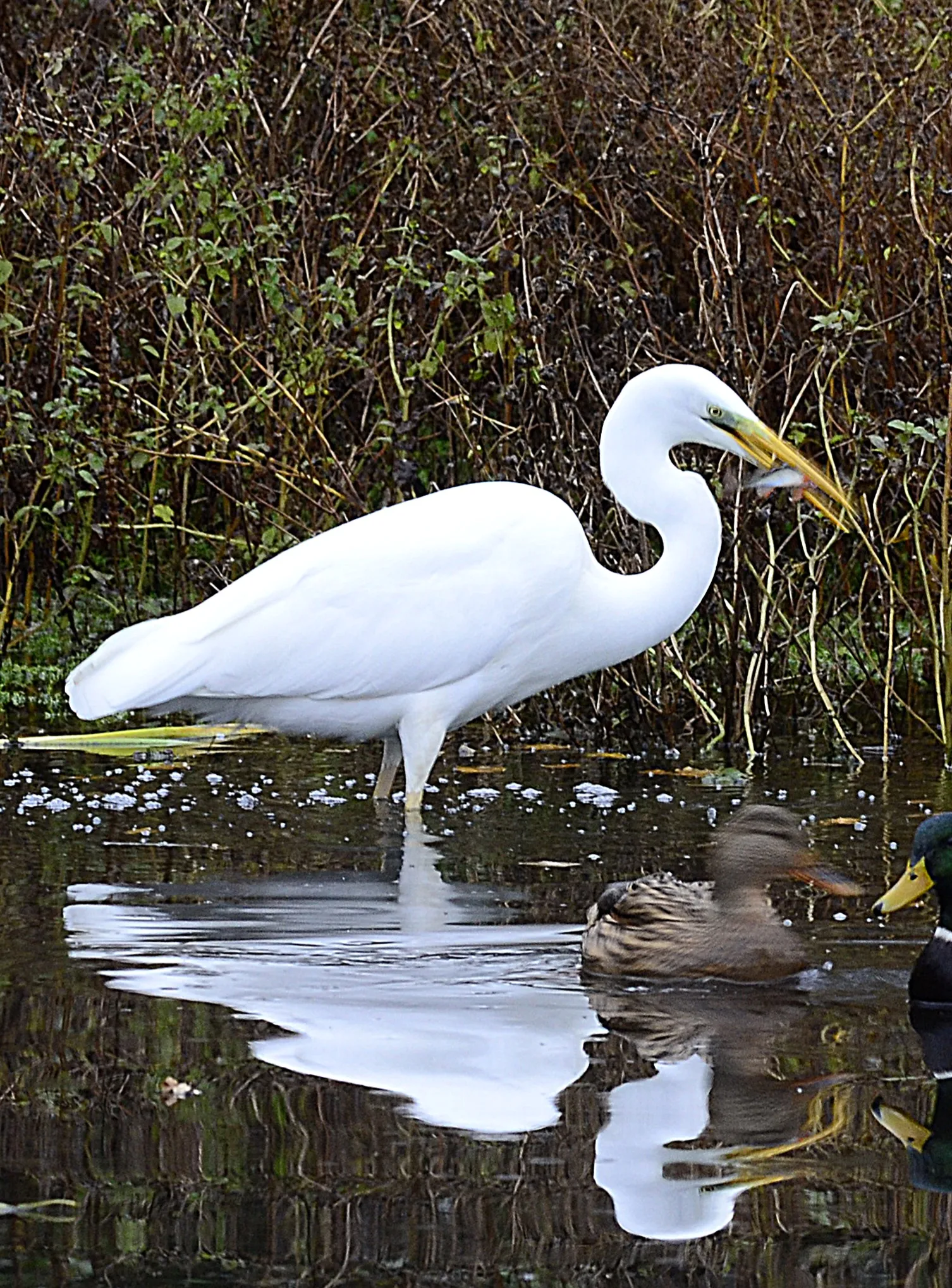 Great white egret with its catch