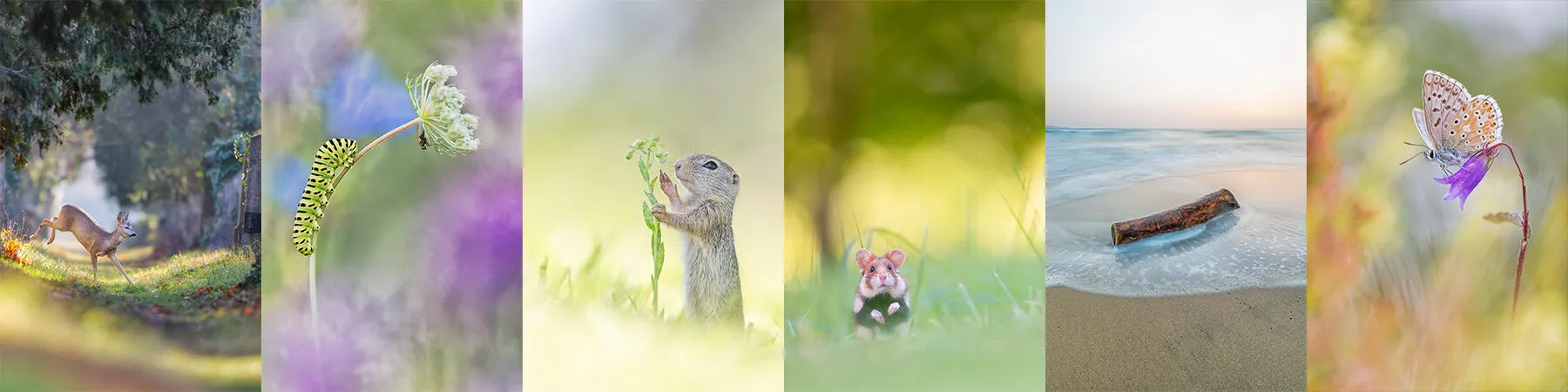 Banner image