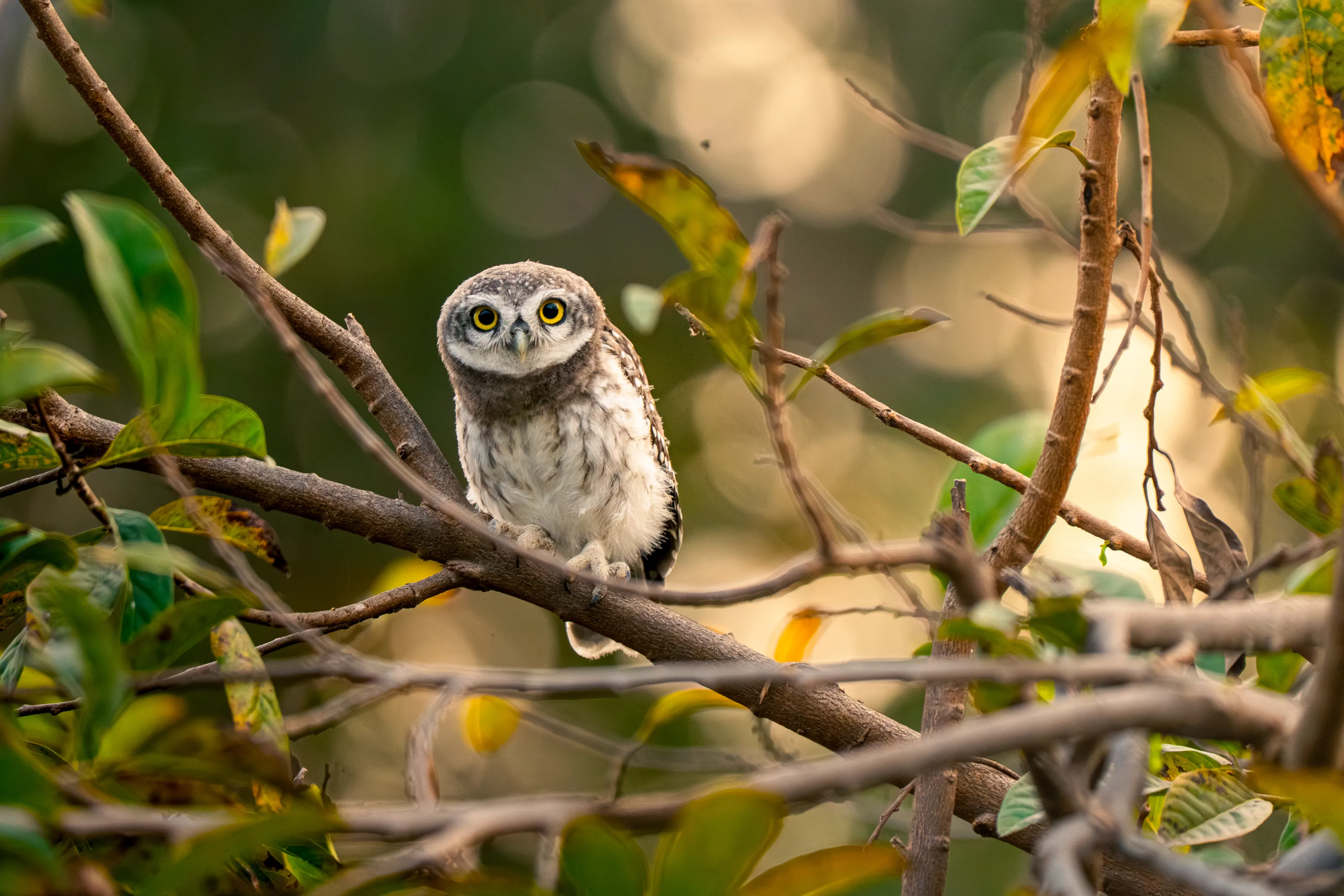Spotted Owl and it is still
