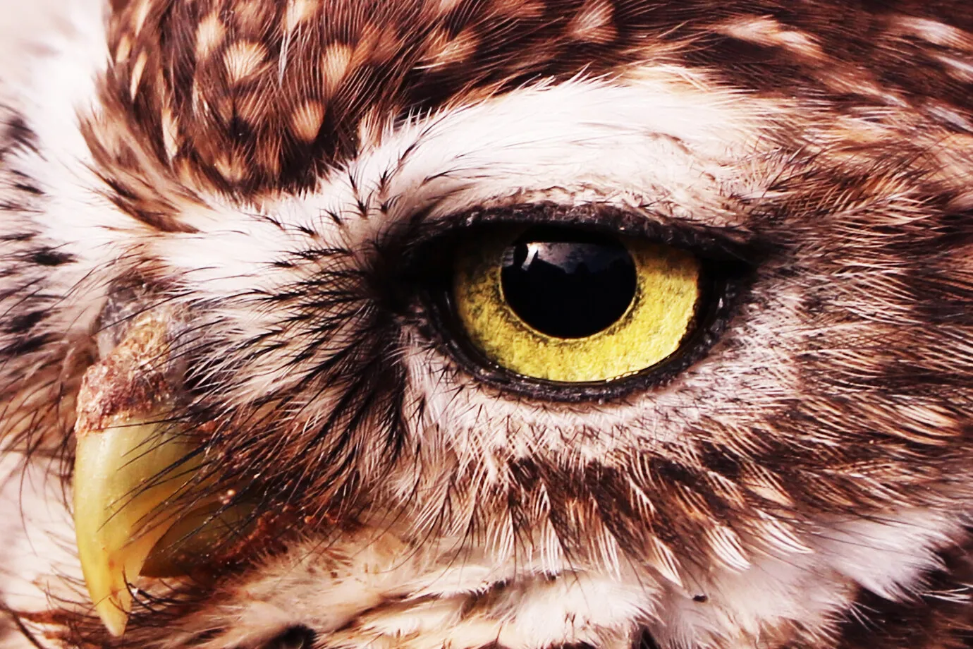 Owl's eye