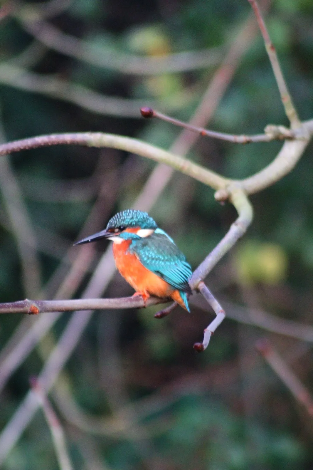 Kingfisher