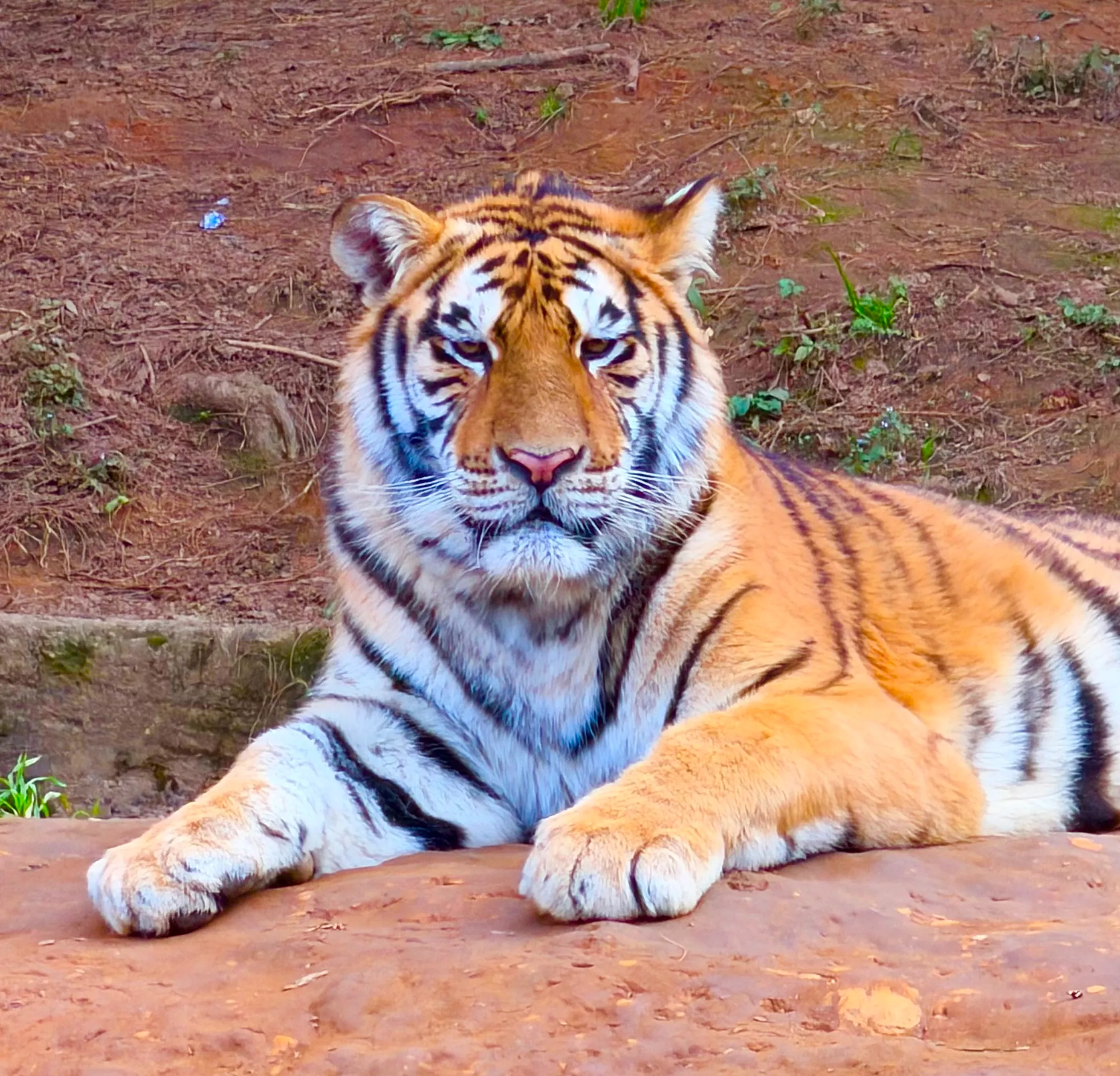 Tiger