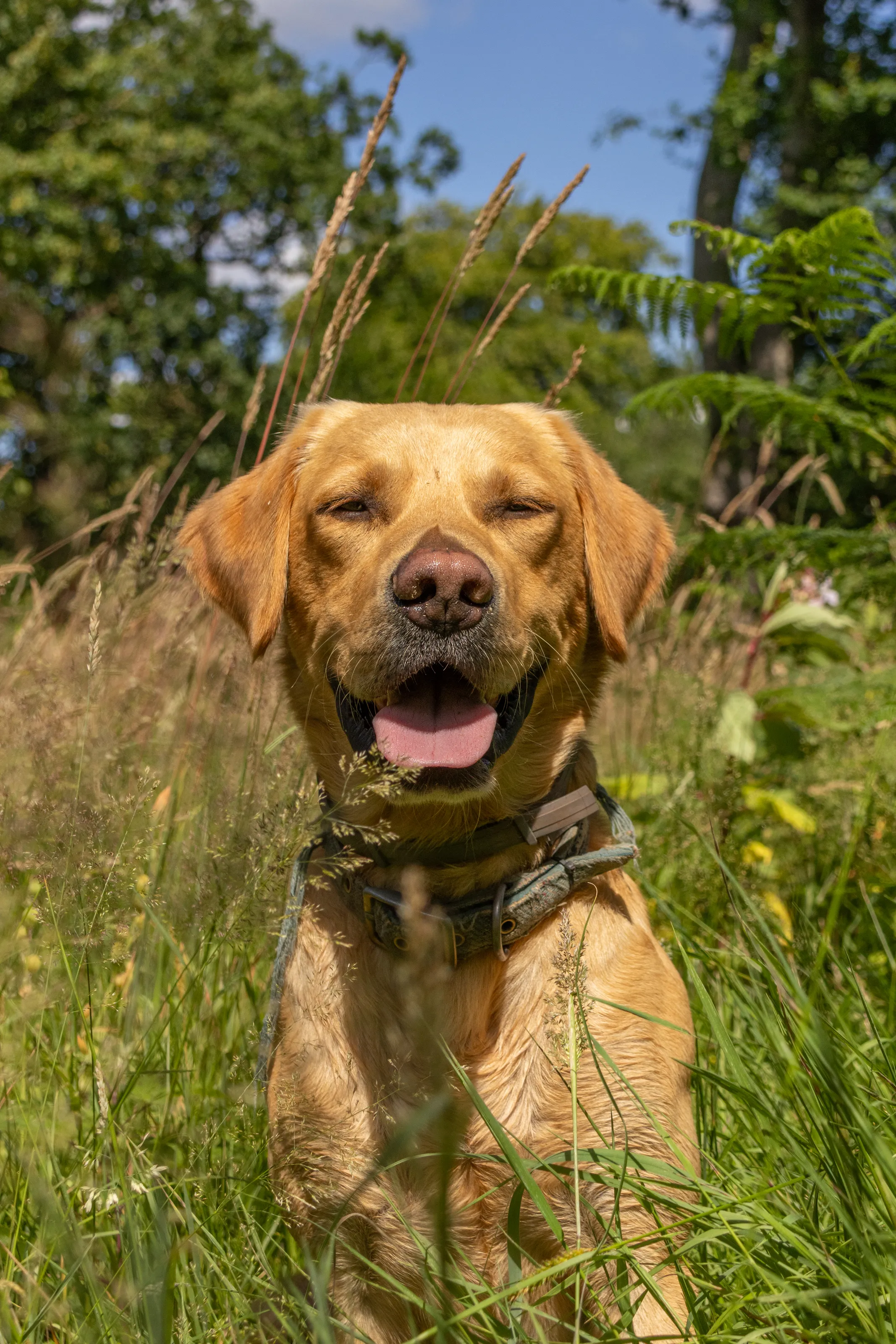 Labrador loving life