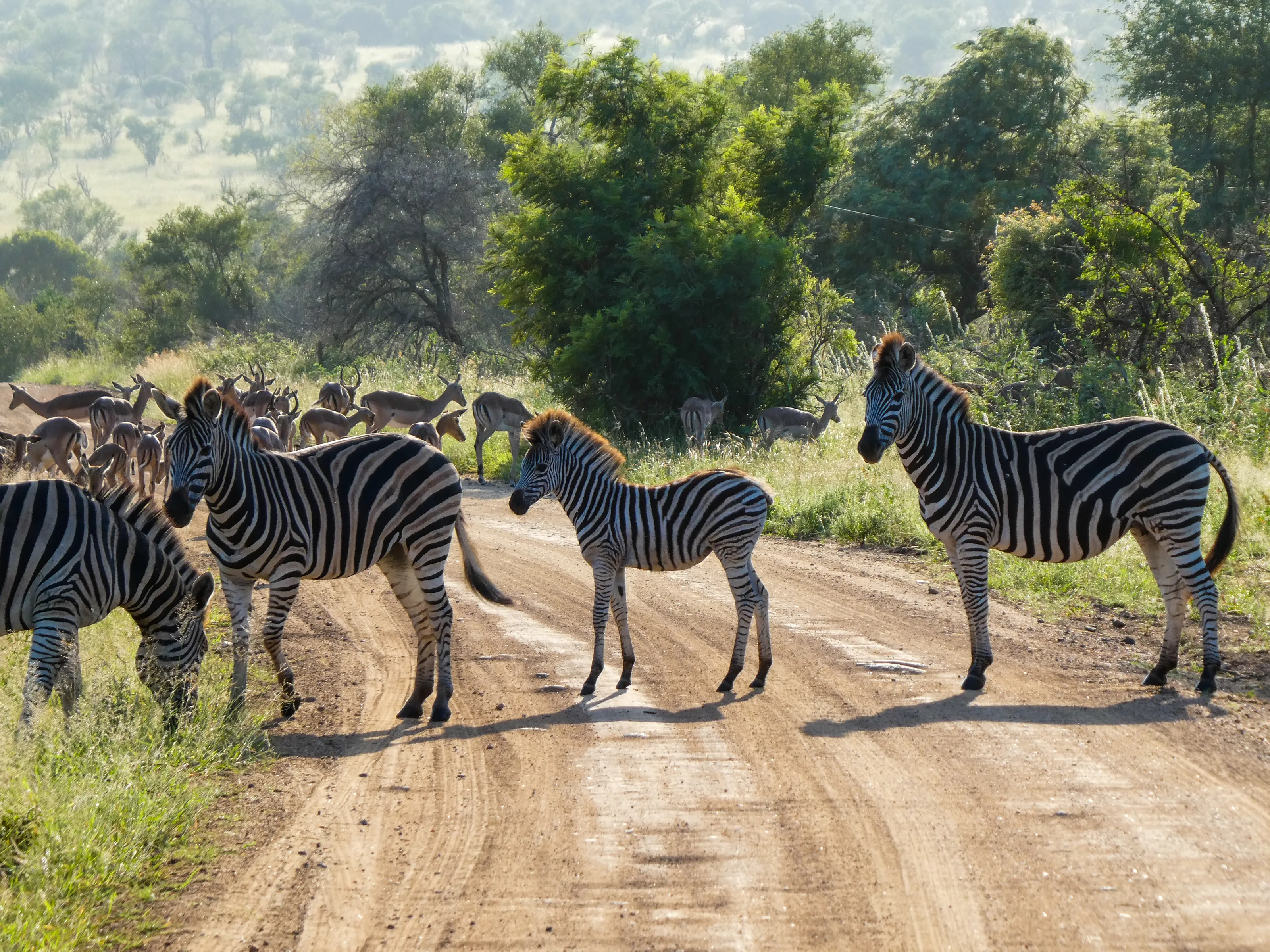 Zebra Crossing