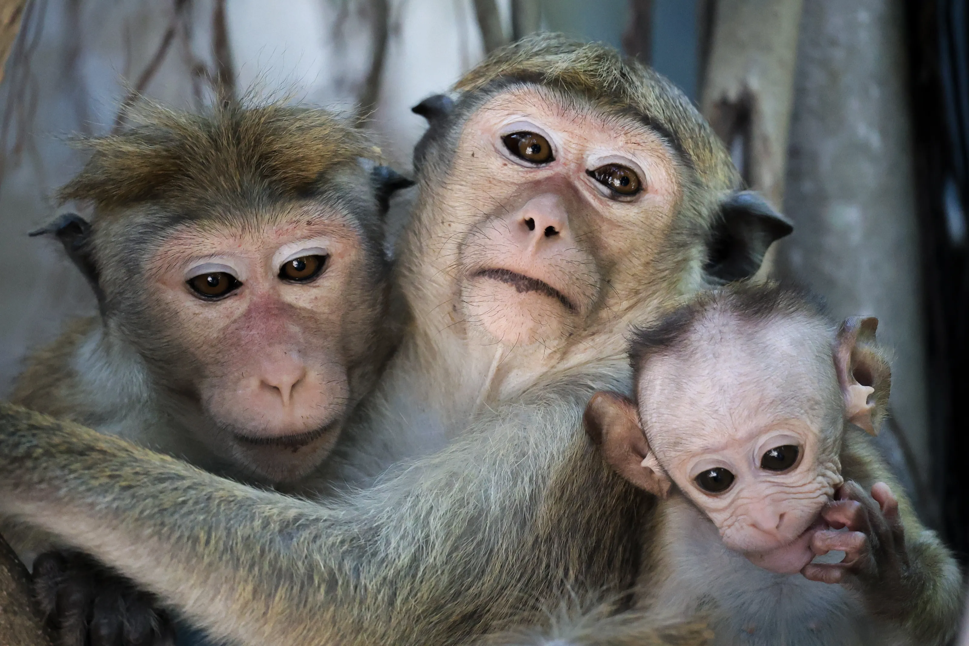 Monkey family