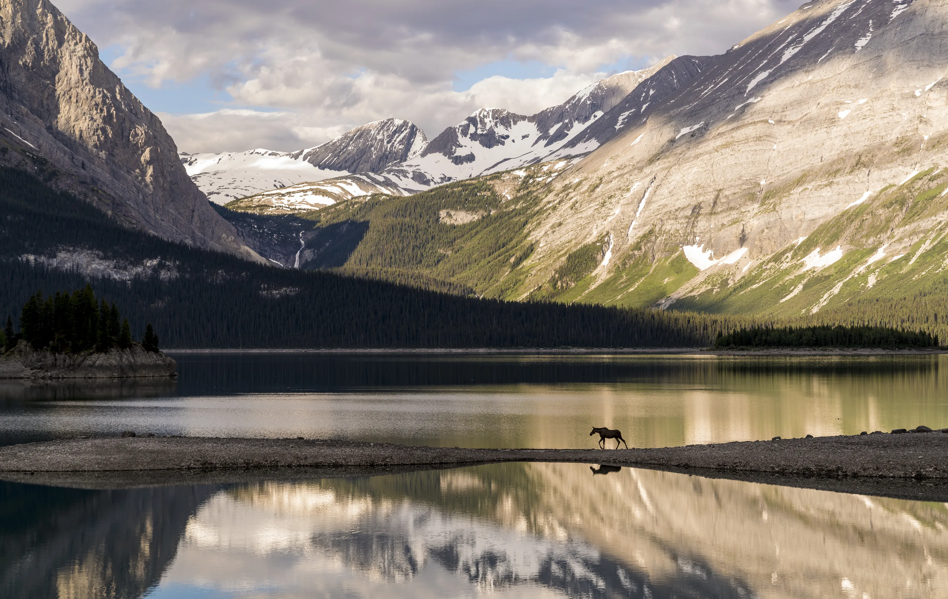 Moose Land