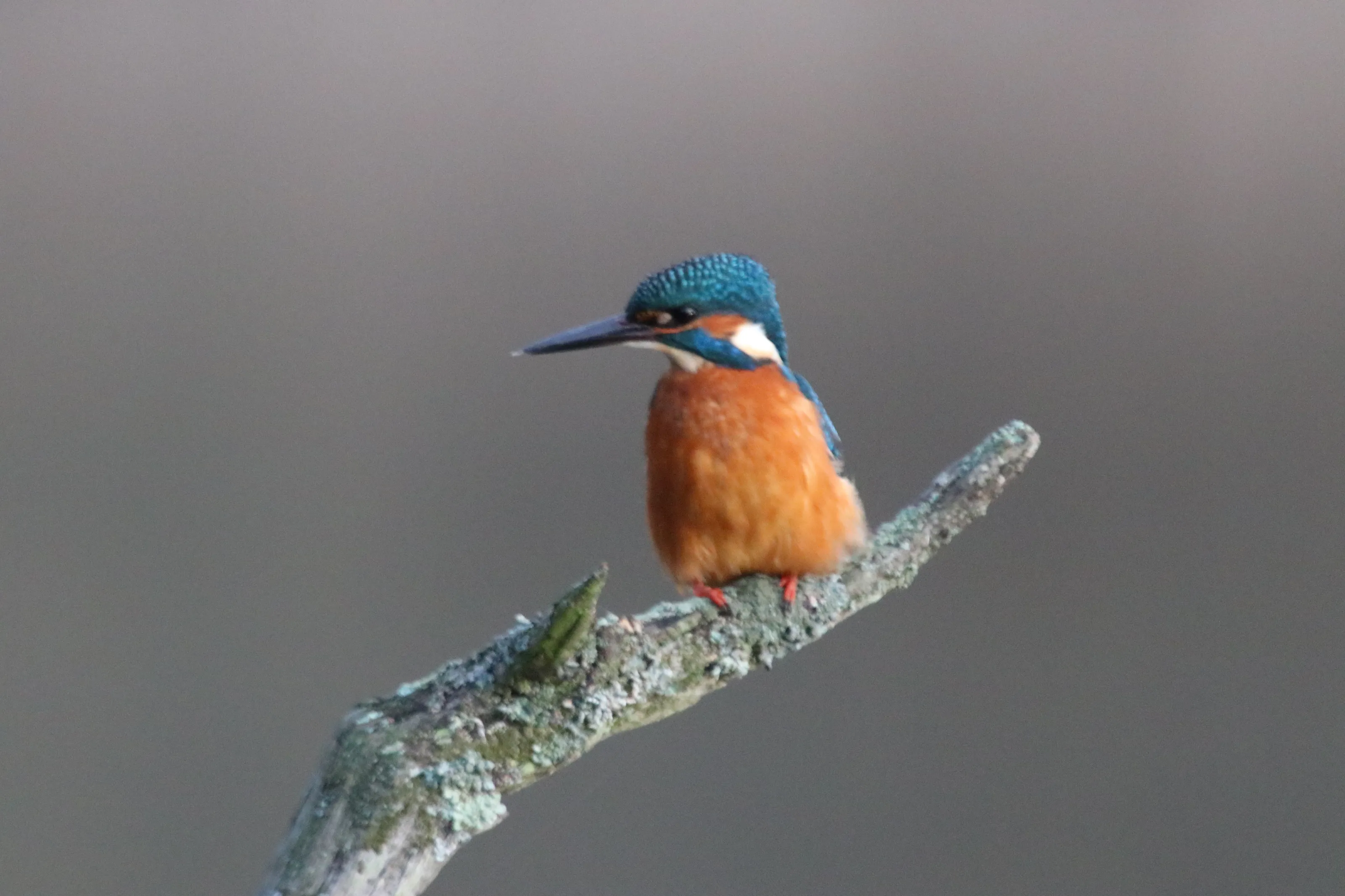 King of the Fishers