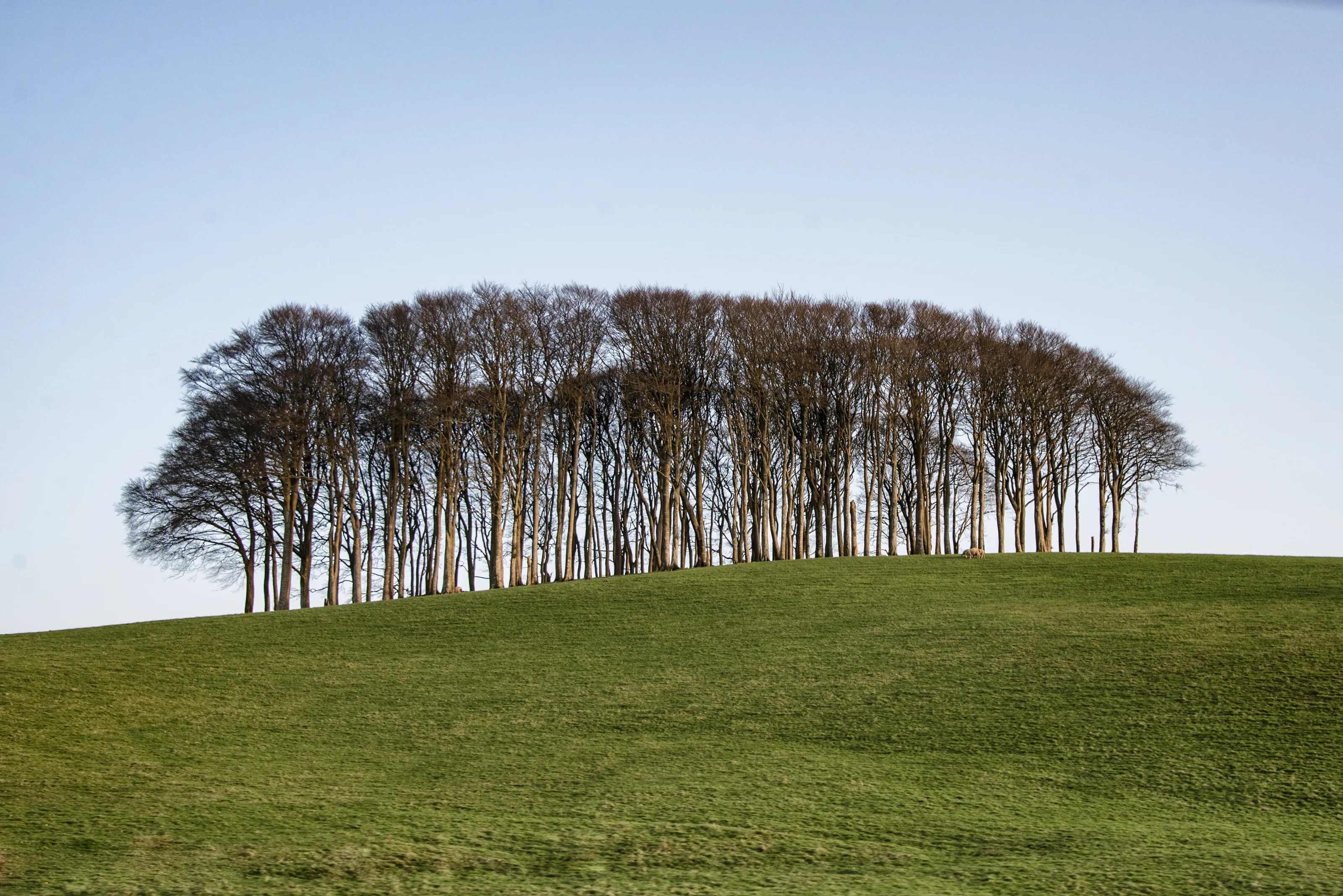 Trees on a hill