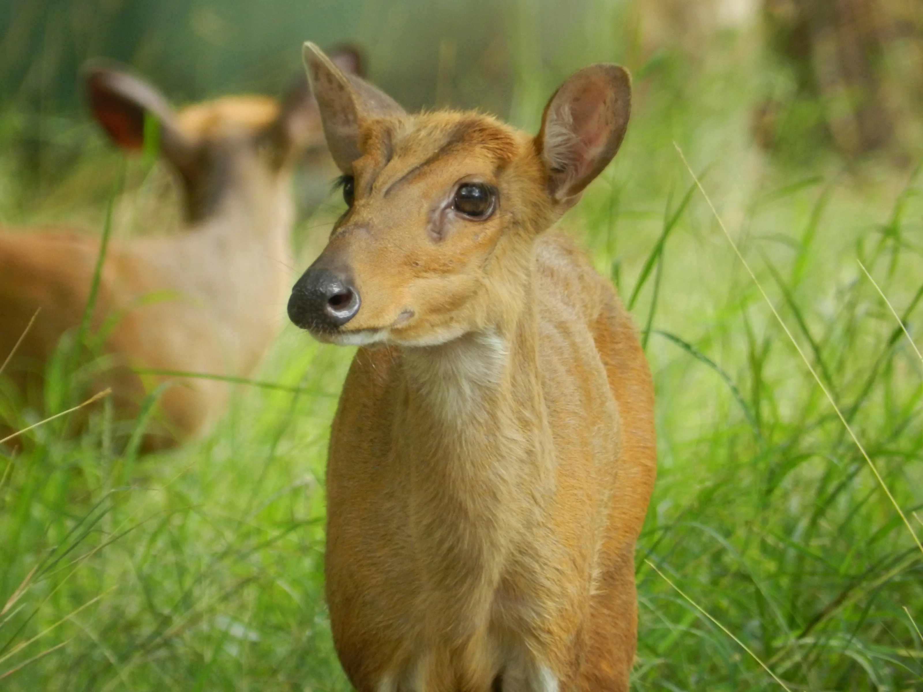 Deer
