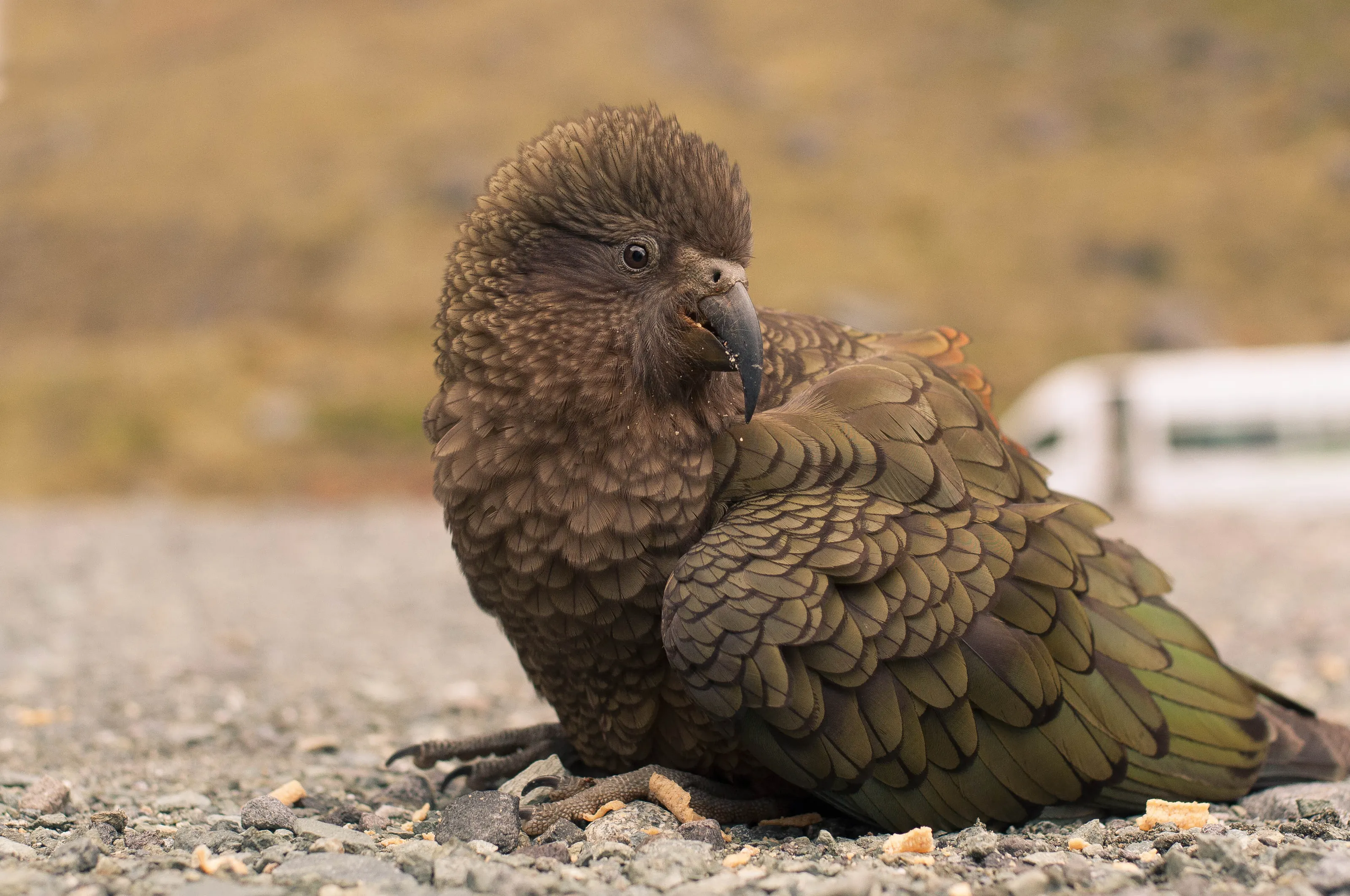Kea