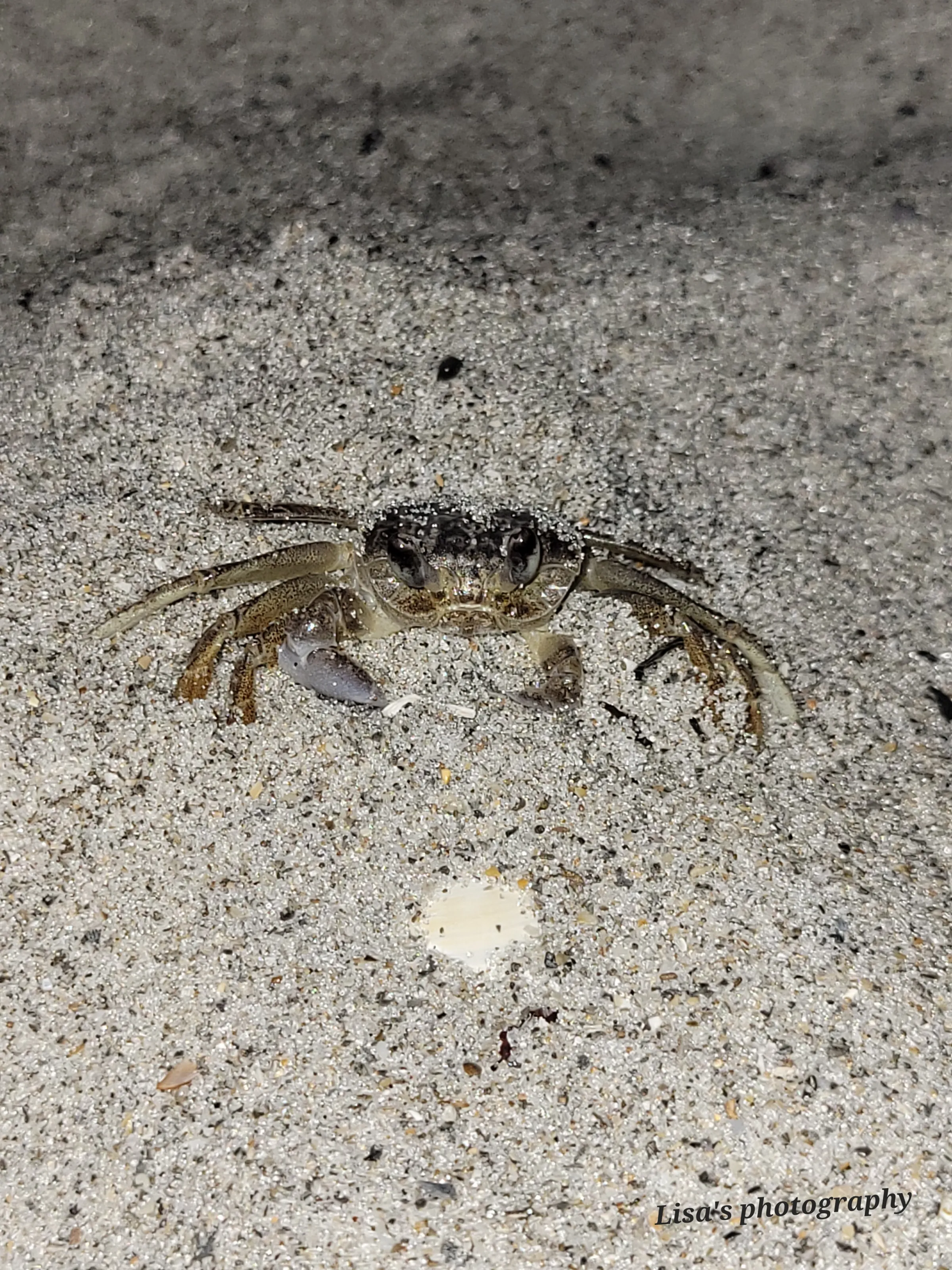 Crab in the sand