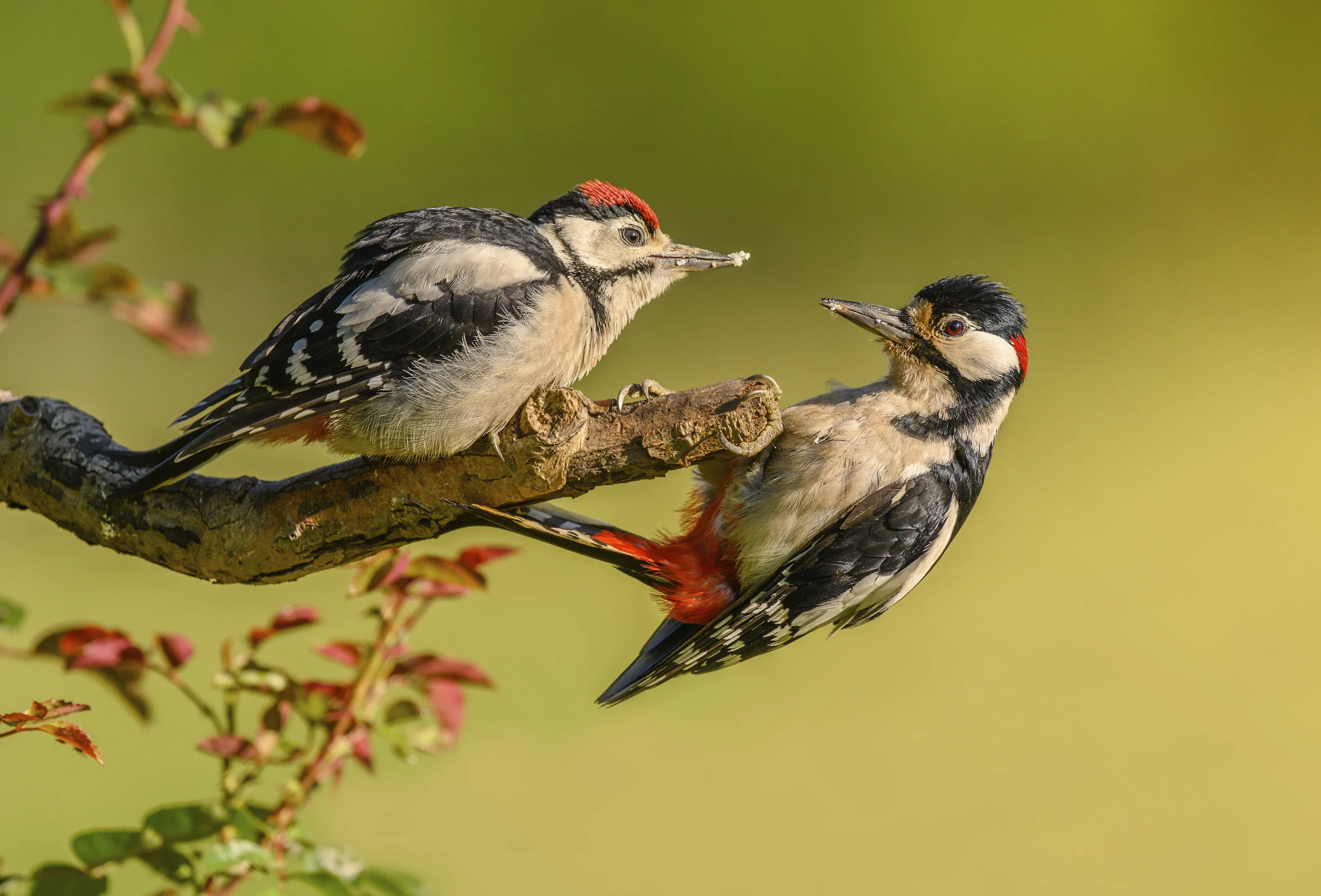 Woodpeckers