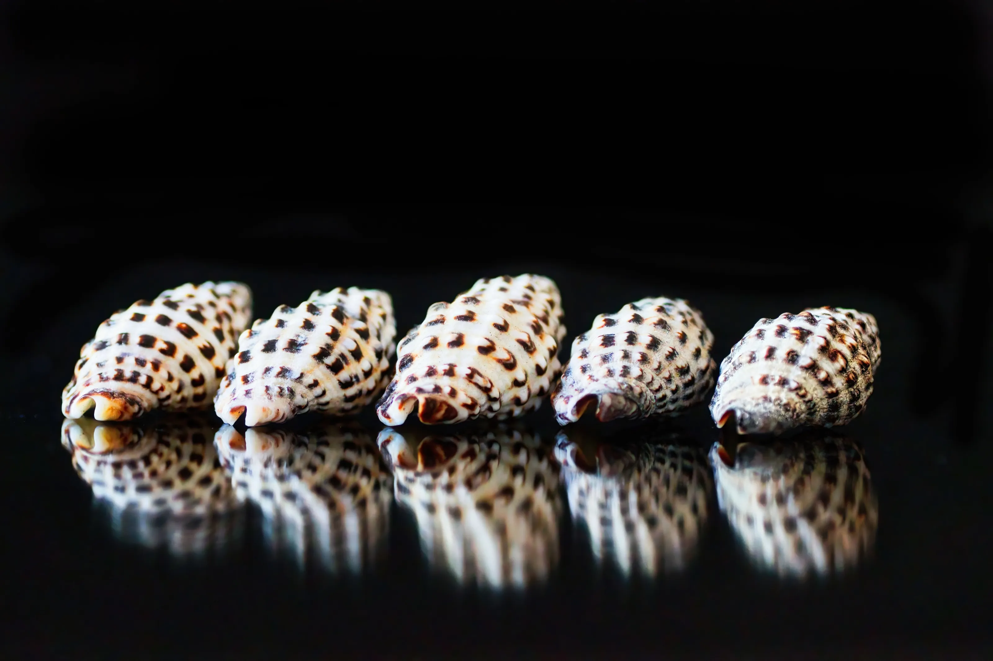 Seashells