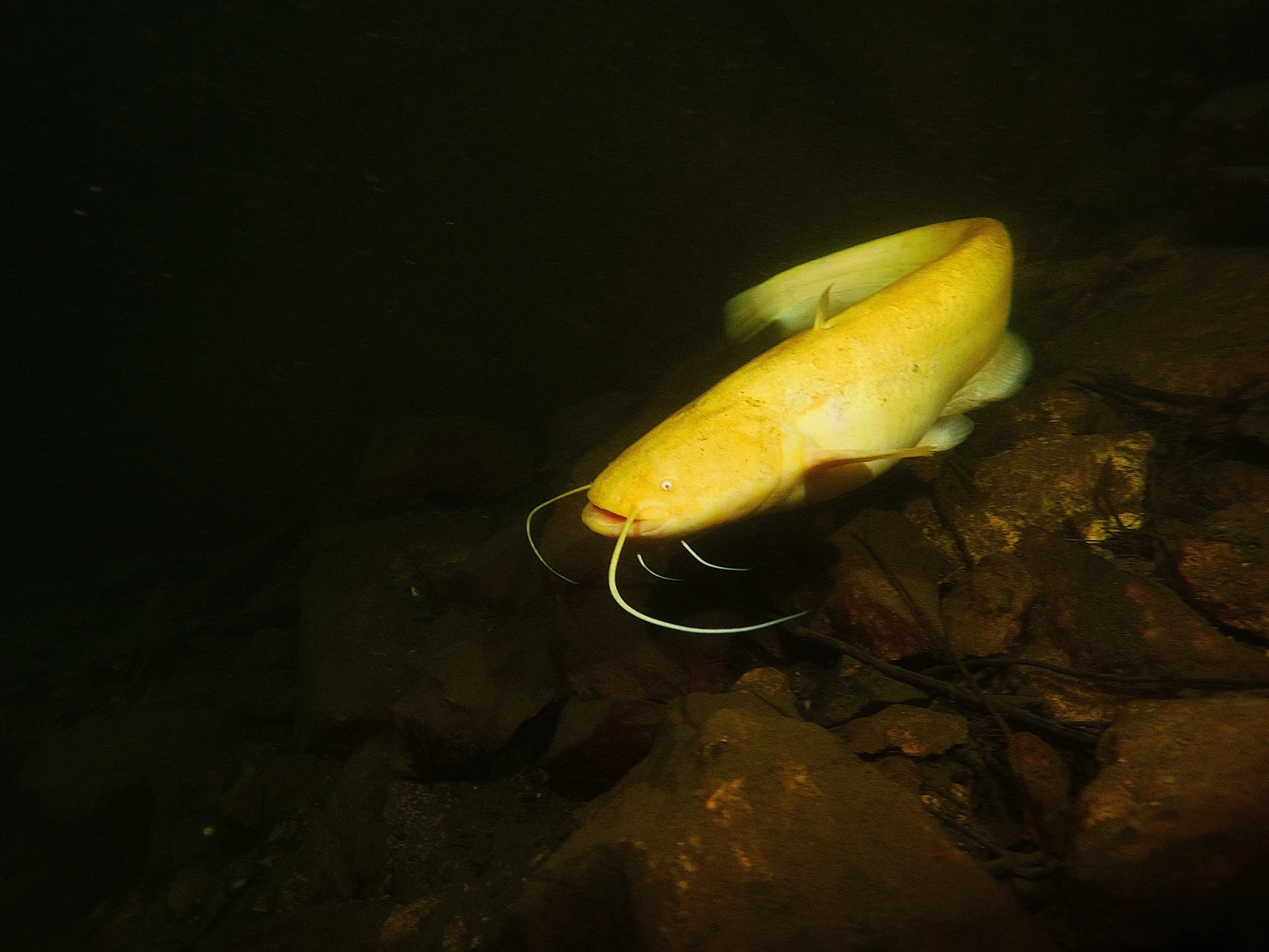 Underwater Freshwater Fish