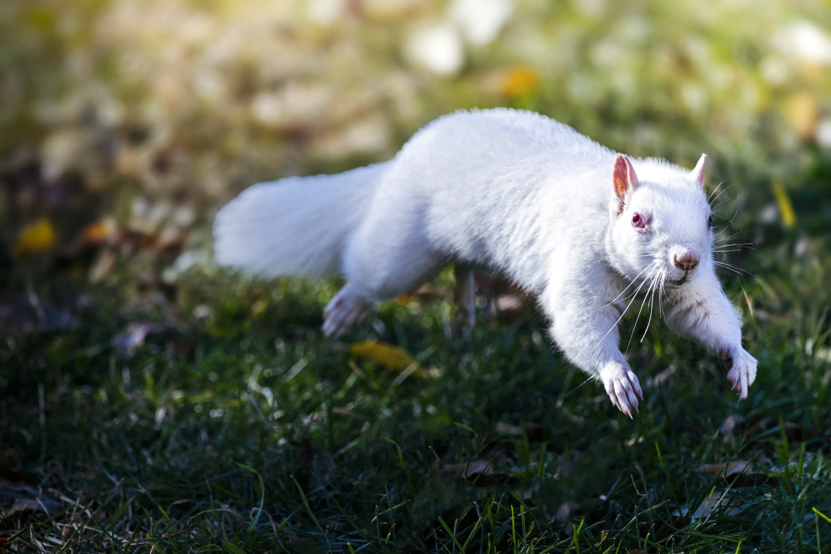 Albino Animals (in colour)