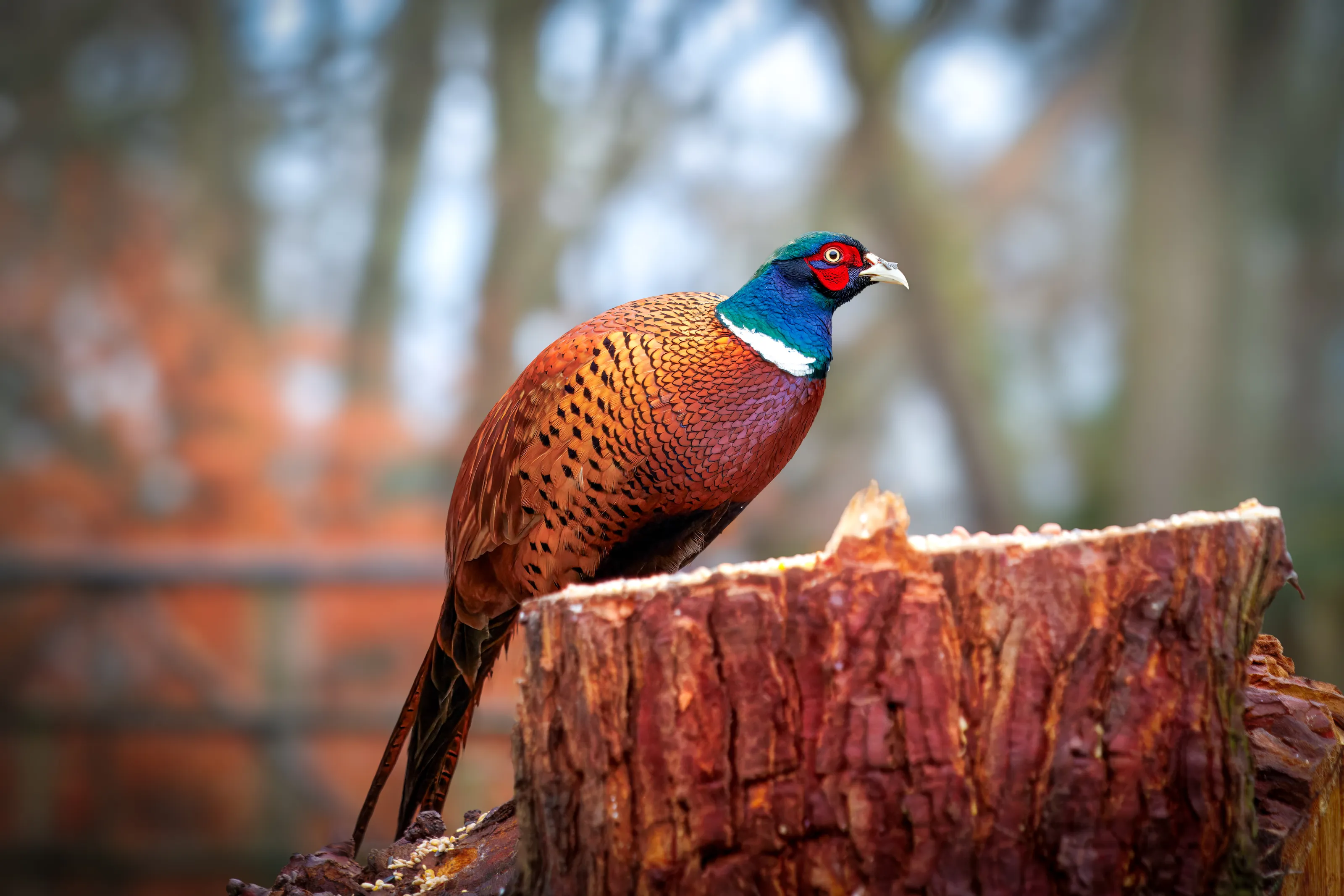 Pheasants