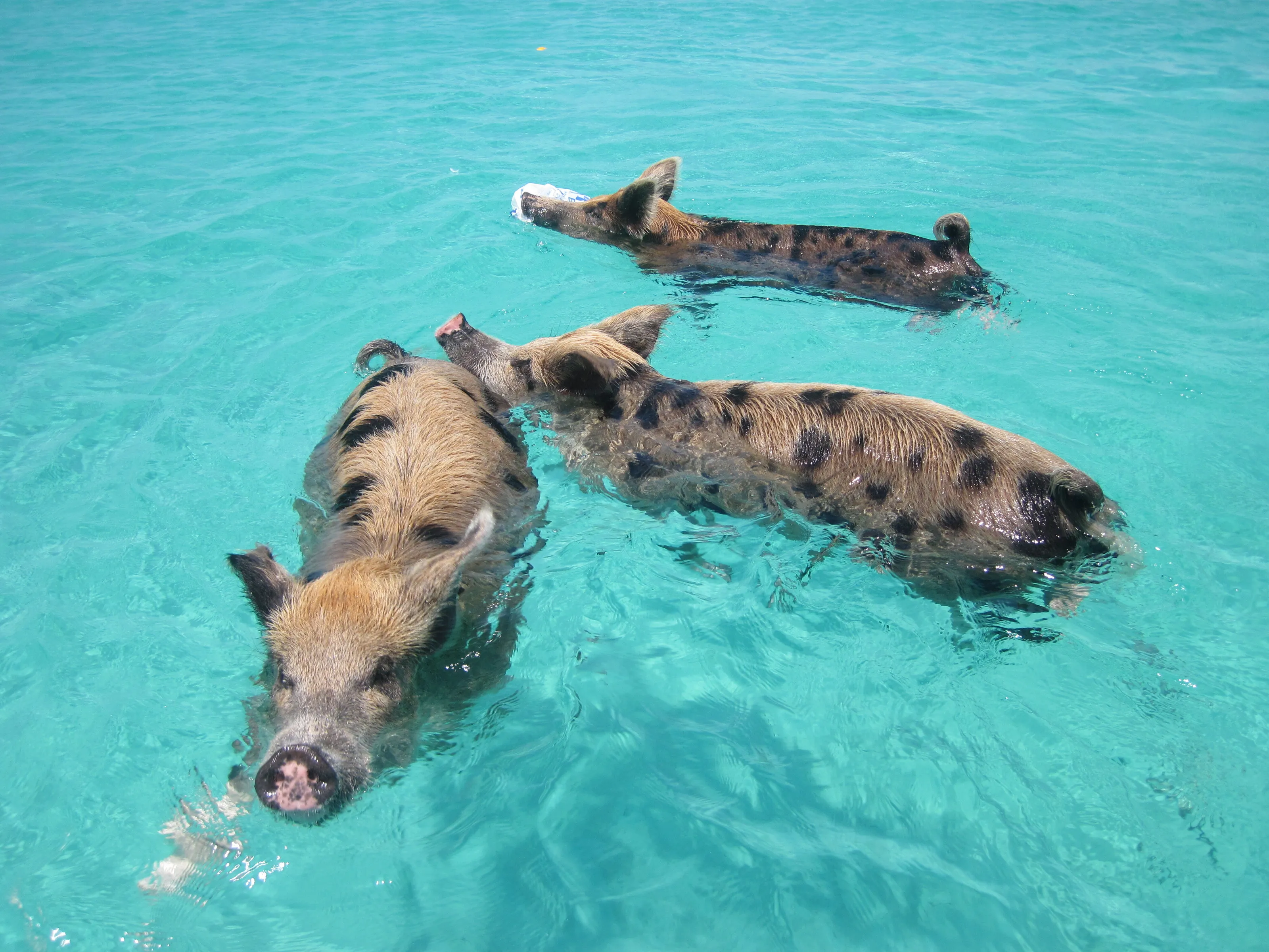 The Bahamas