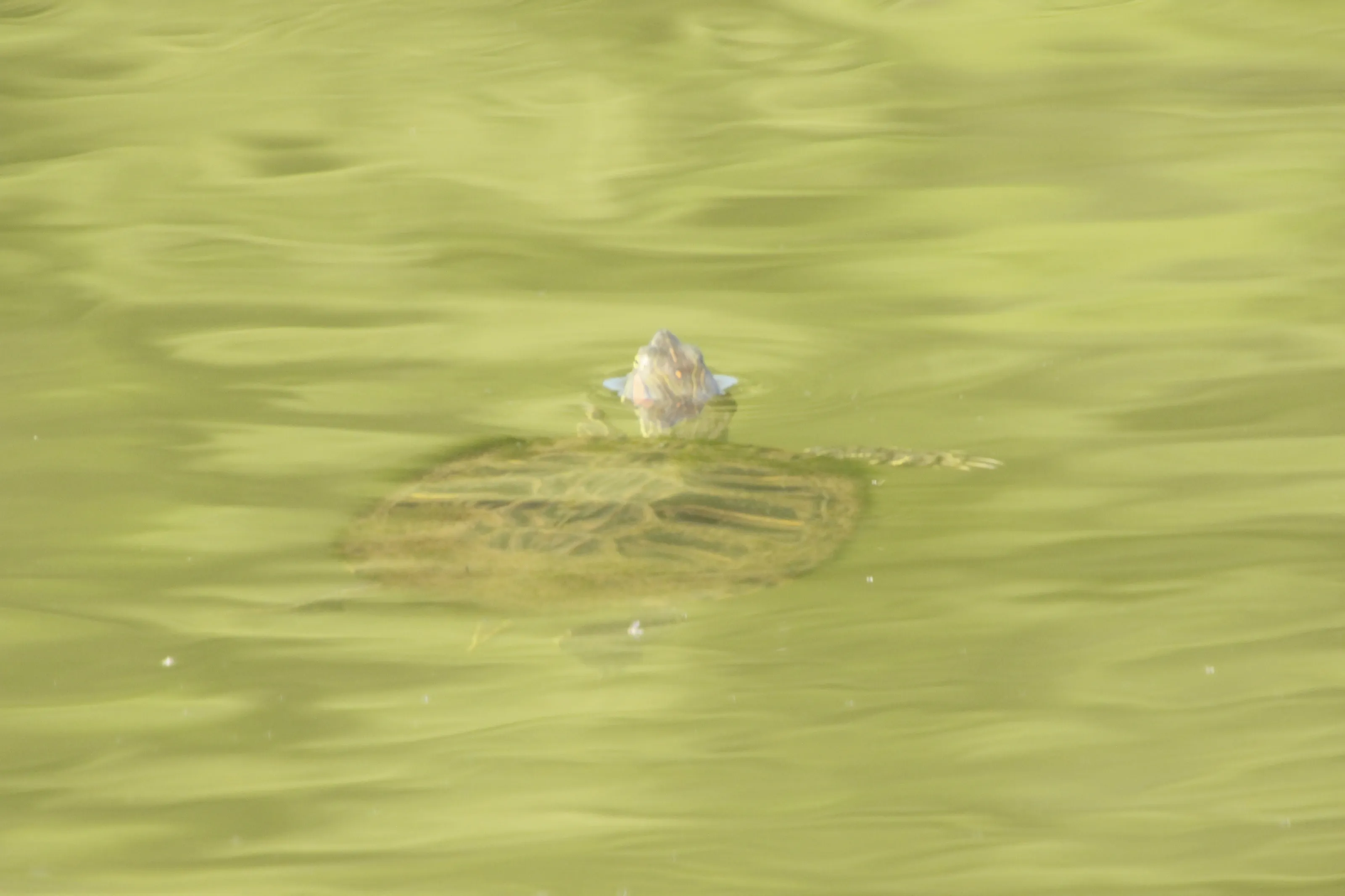 Shallow Turtle