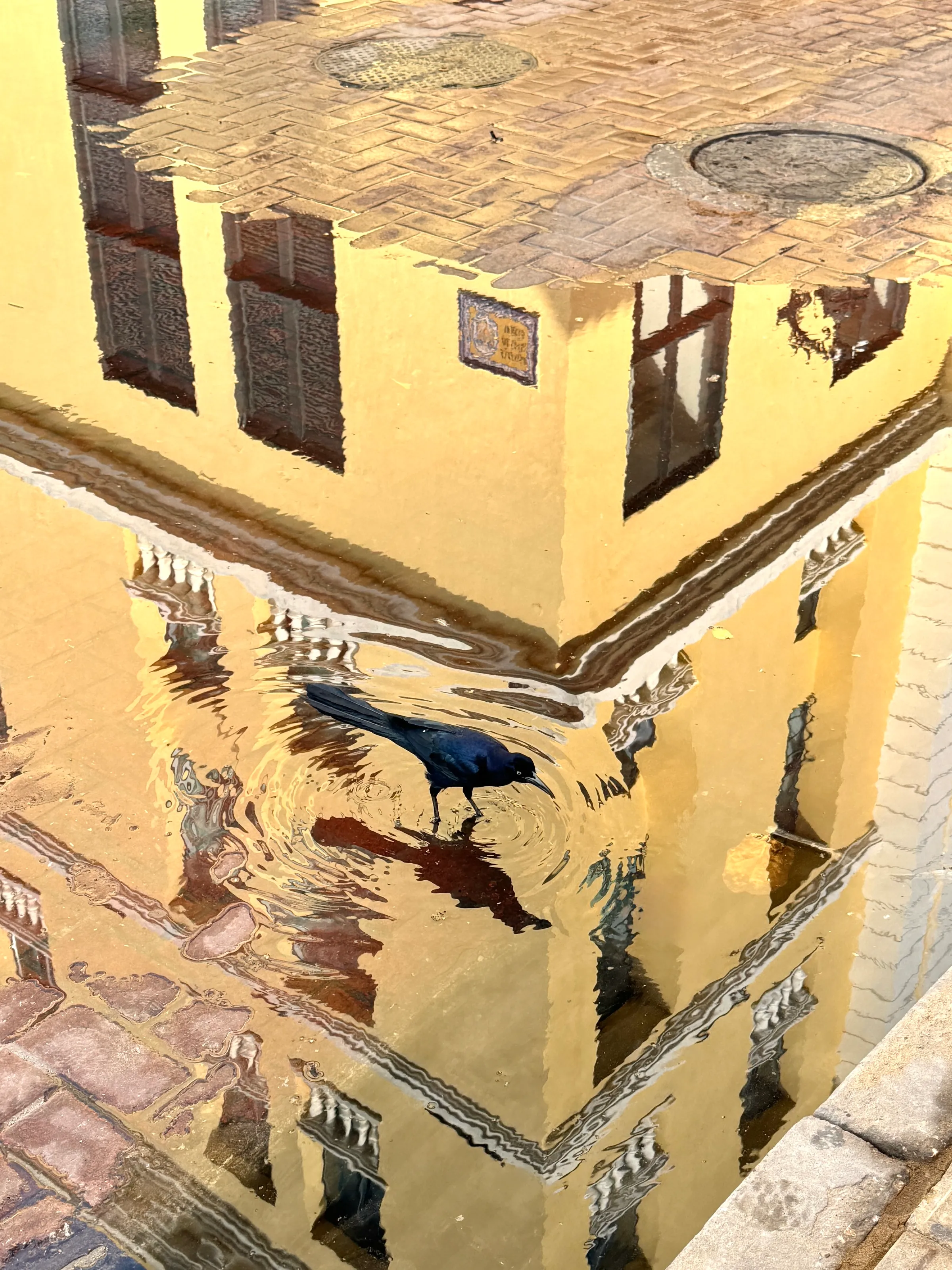 Bird in puddle reflection