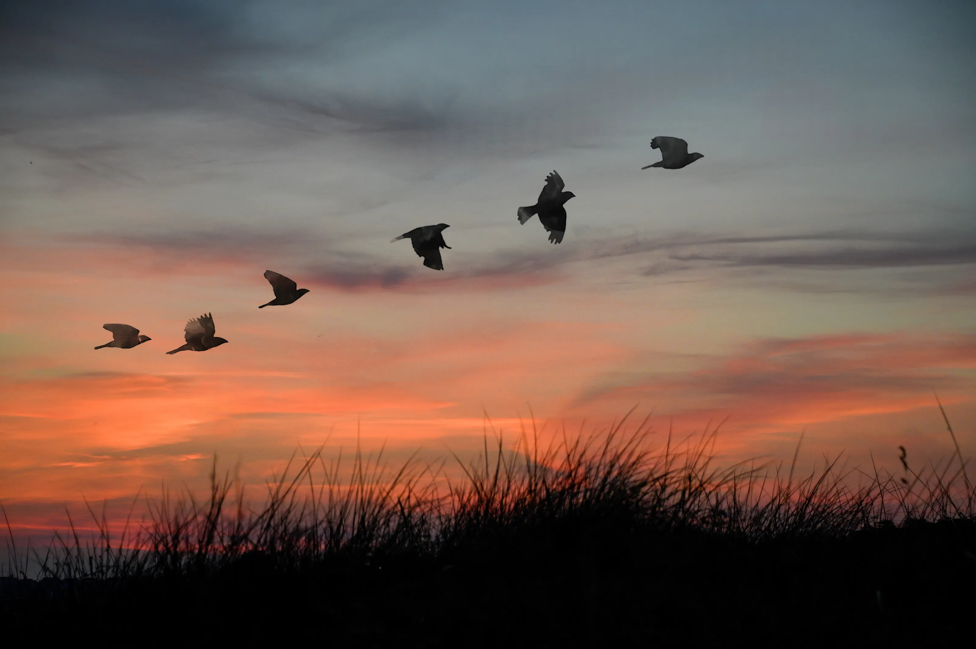 More than One Bird in Flight