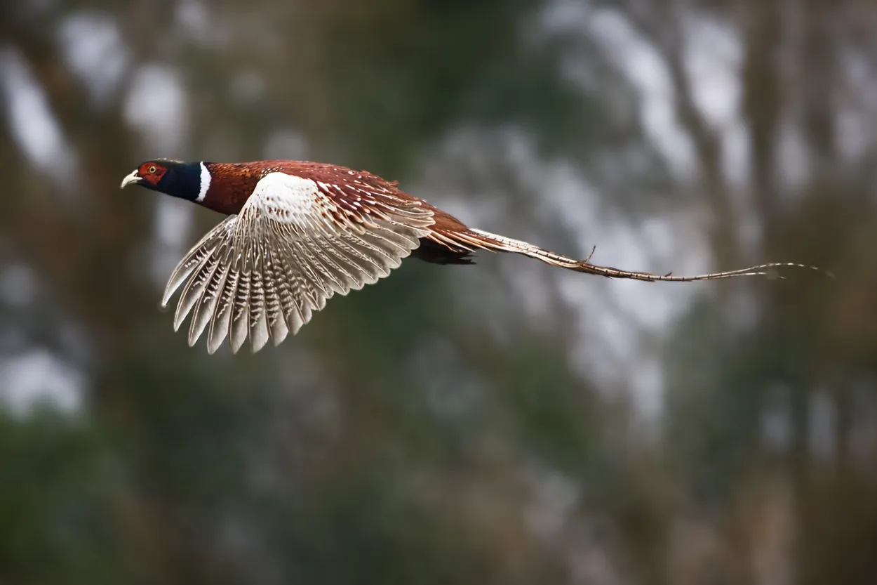 Entry 27111913