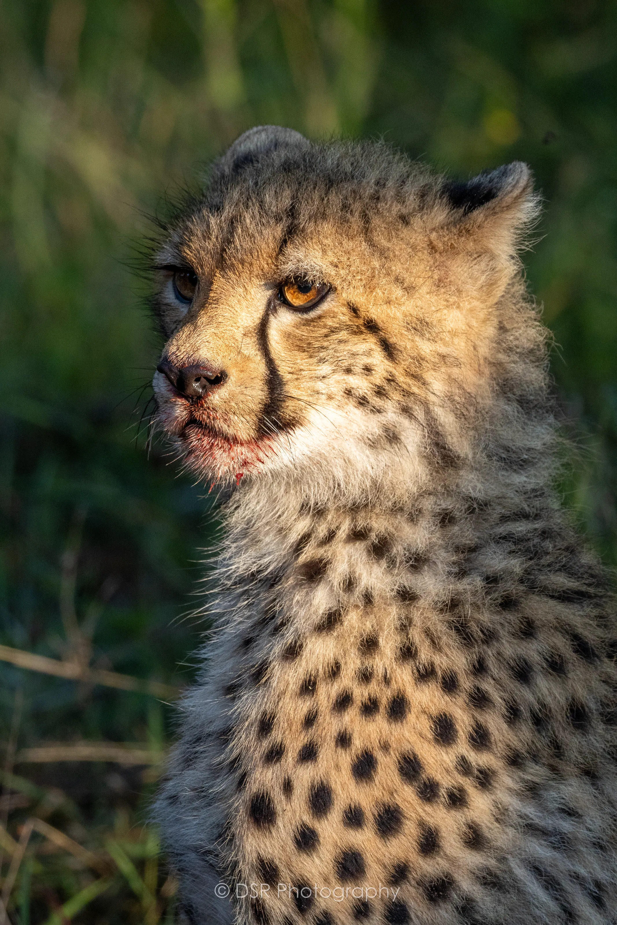 Cheetah at Dinokeng Game Reserve
