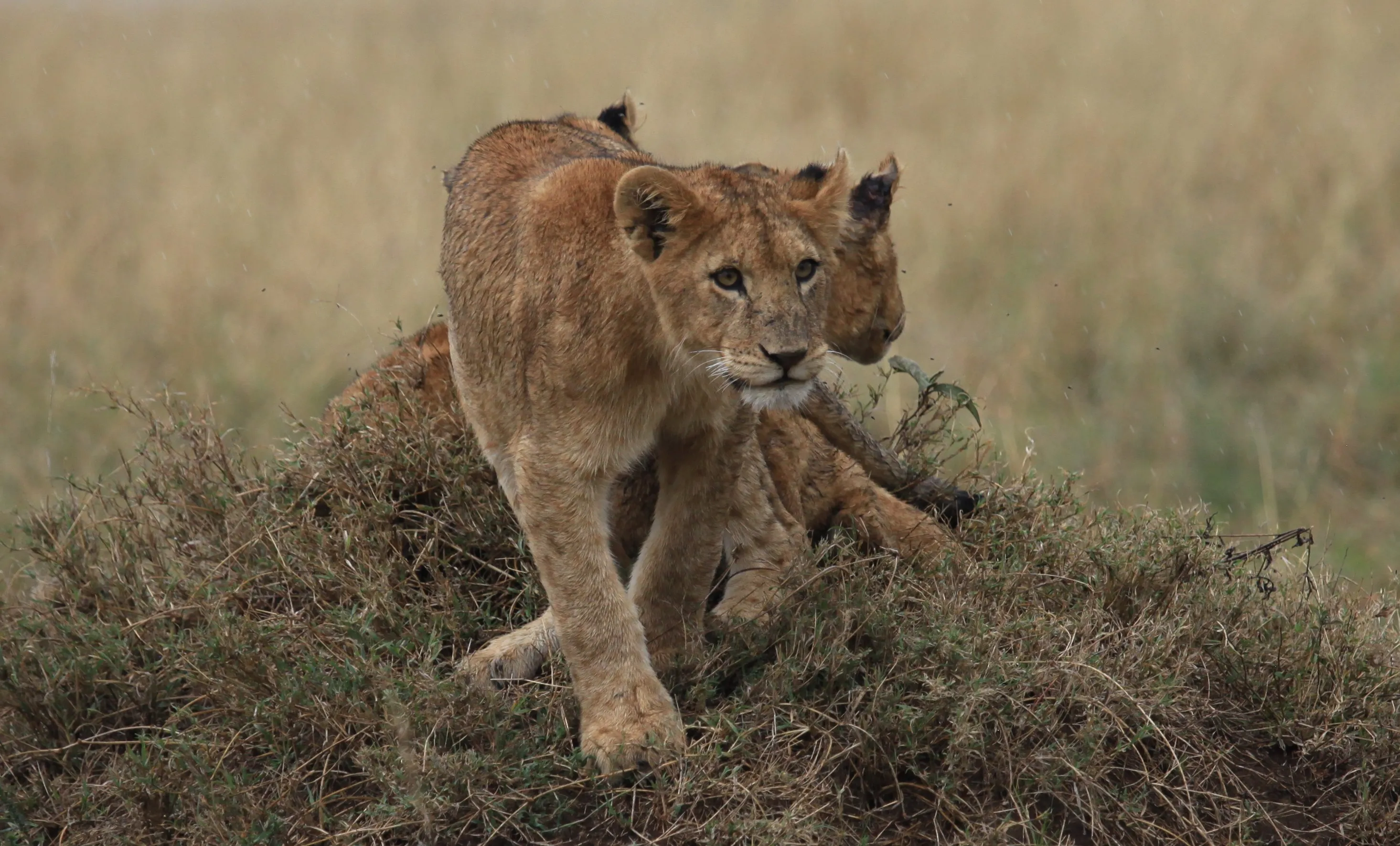 Lion cubs