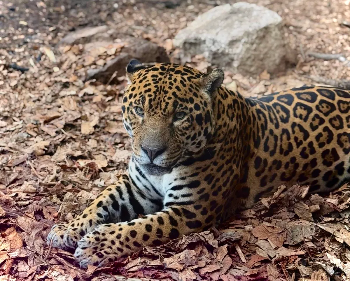Strong Jaguar