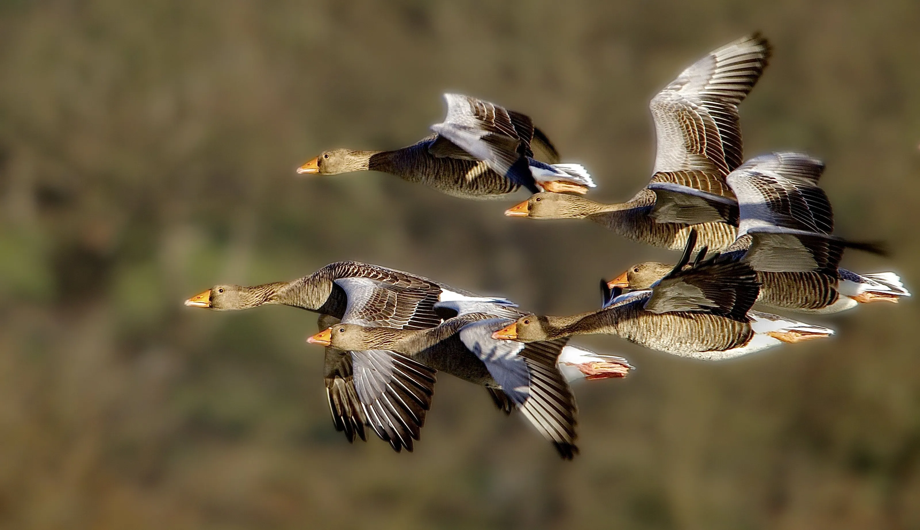 Geese