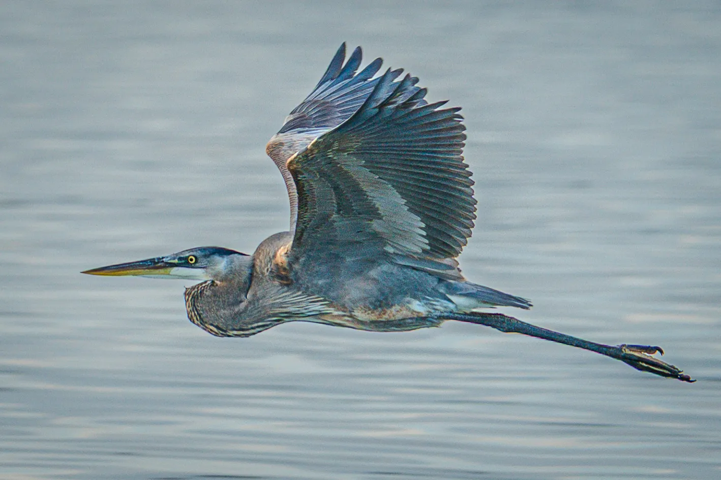 Heron in Flight