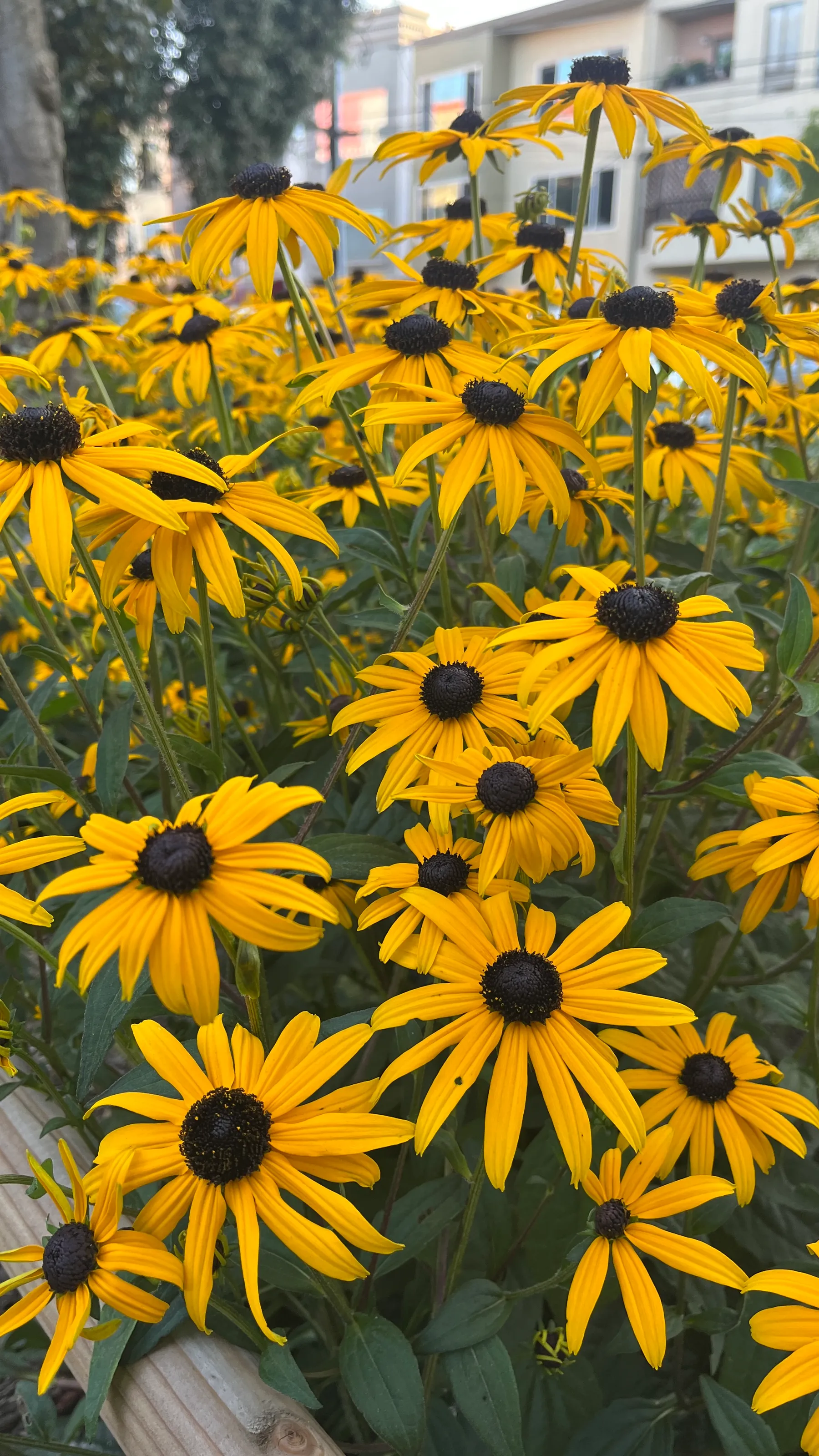 Spring flowers