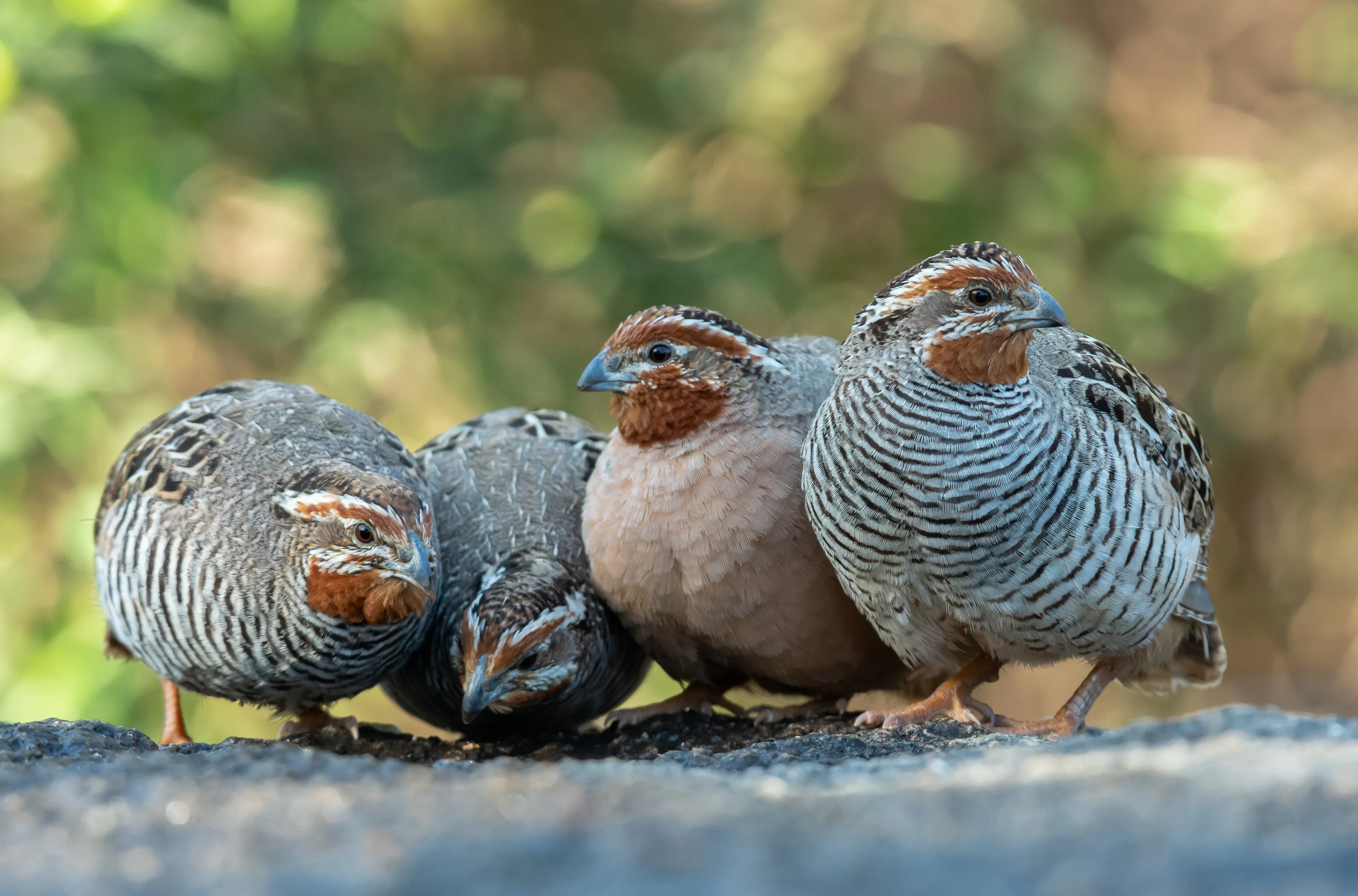 Quails