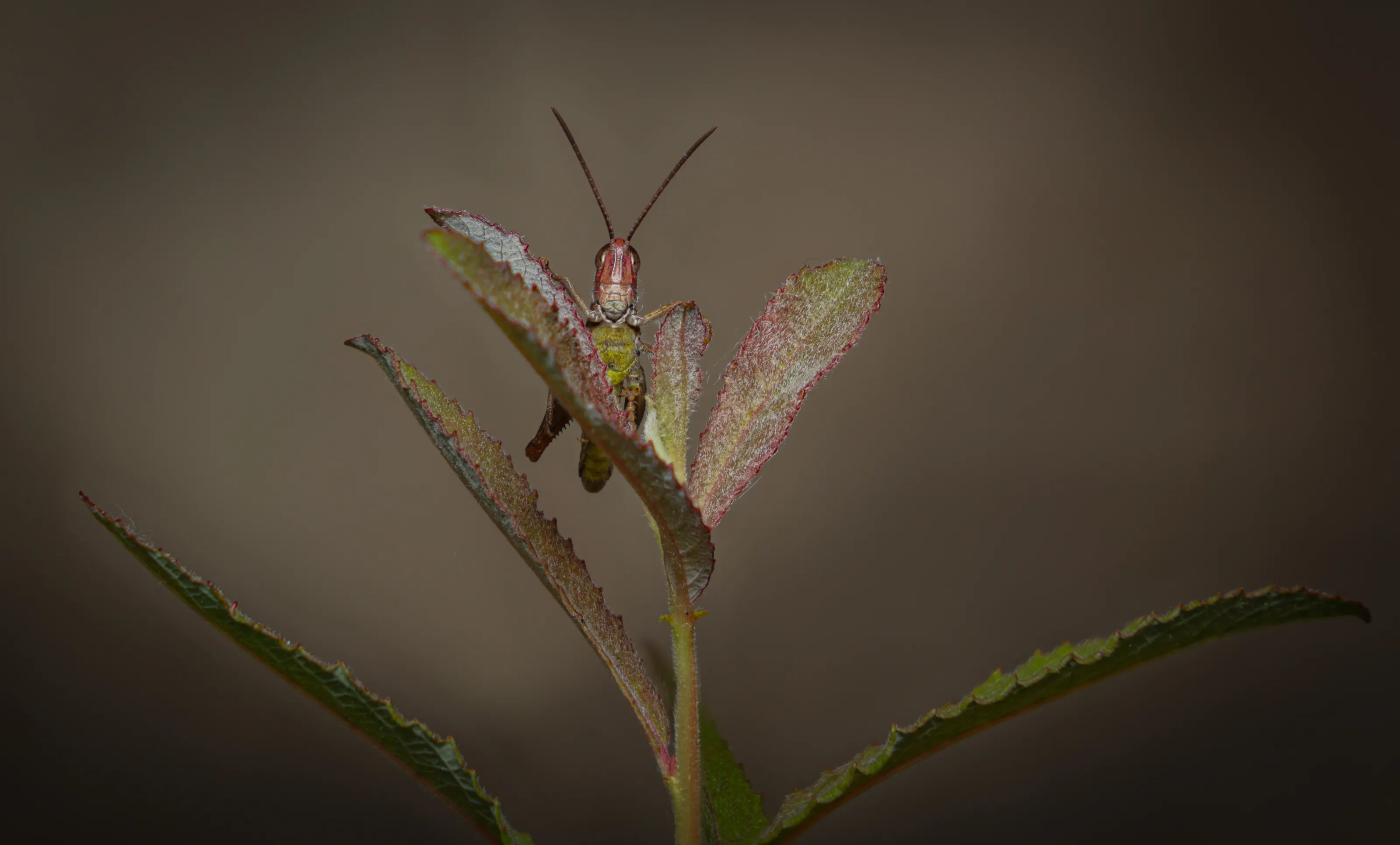 macro Grasshopper