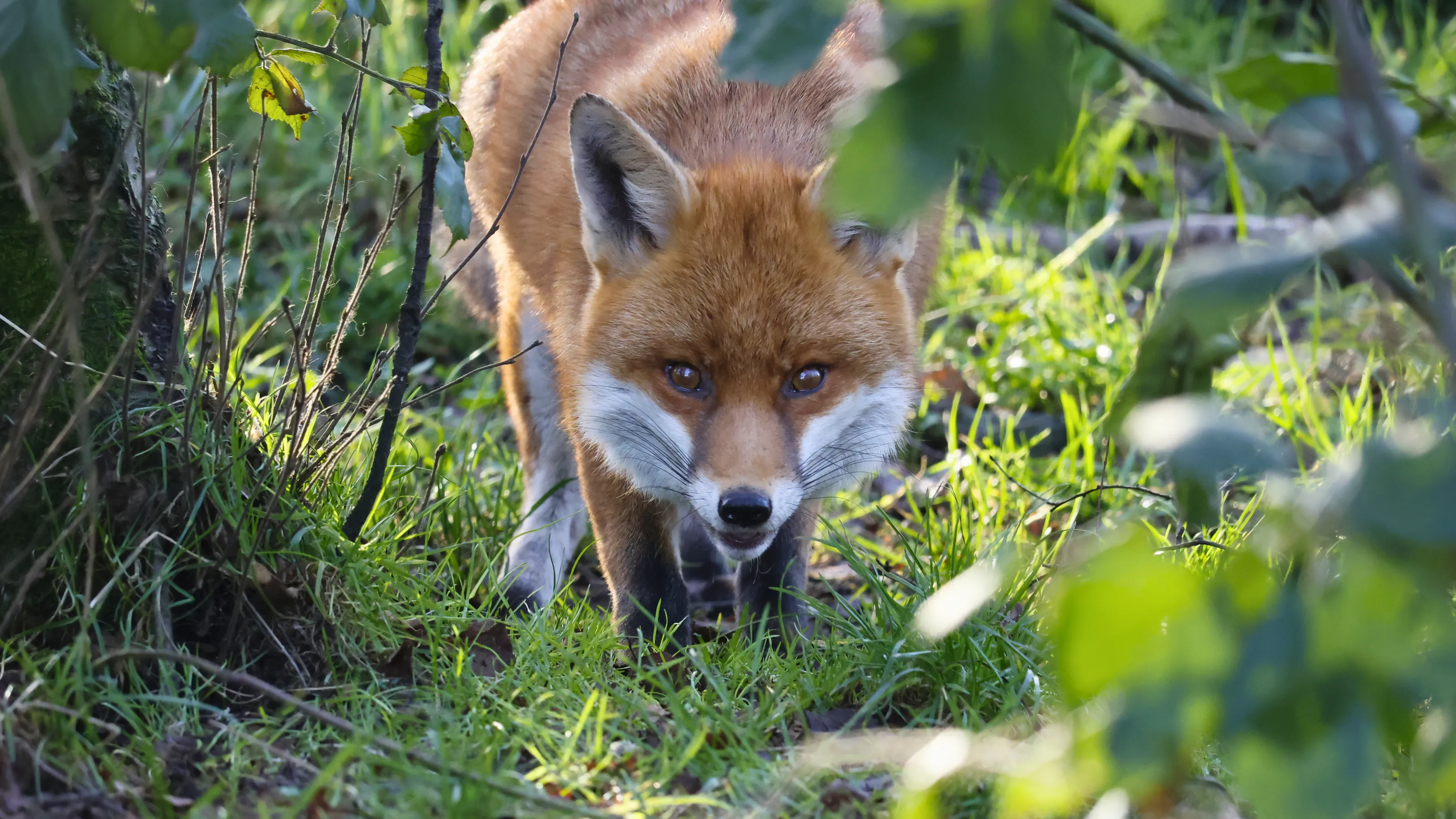 Fox stare