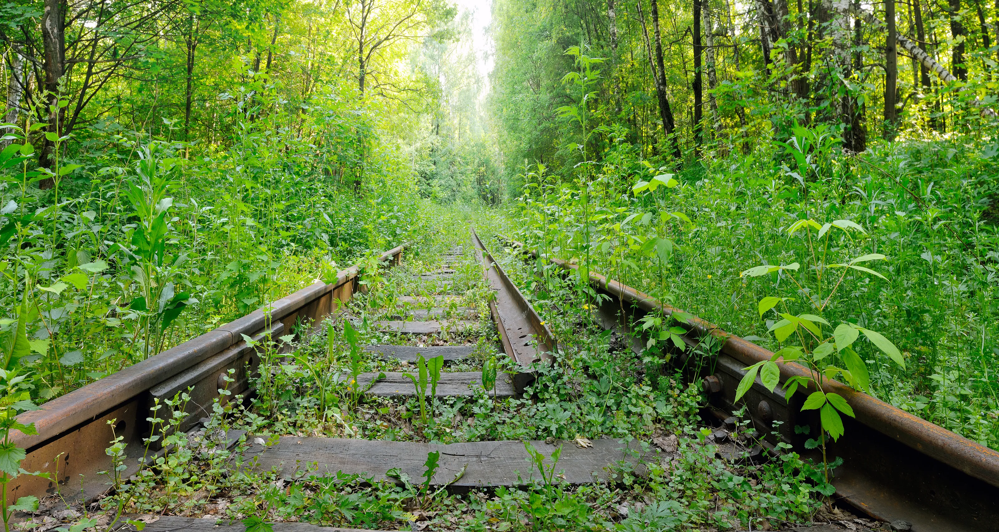 Abandoned railroad overgrown with green plants in the forest.
