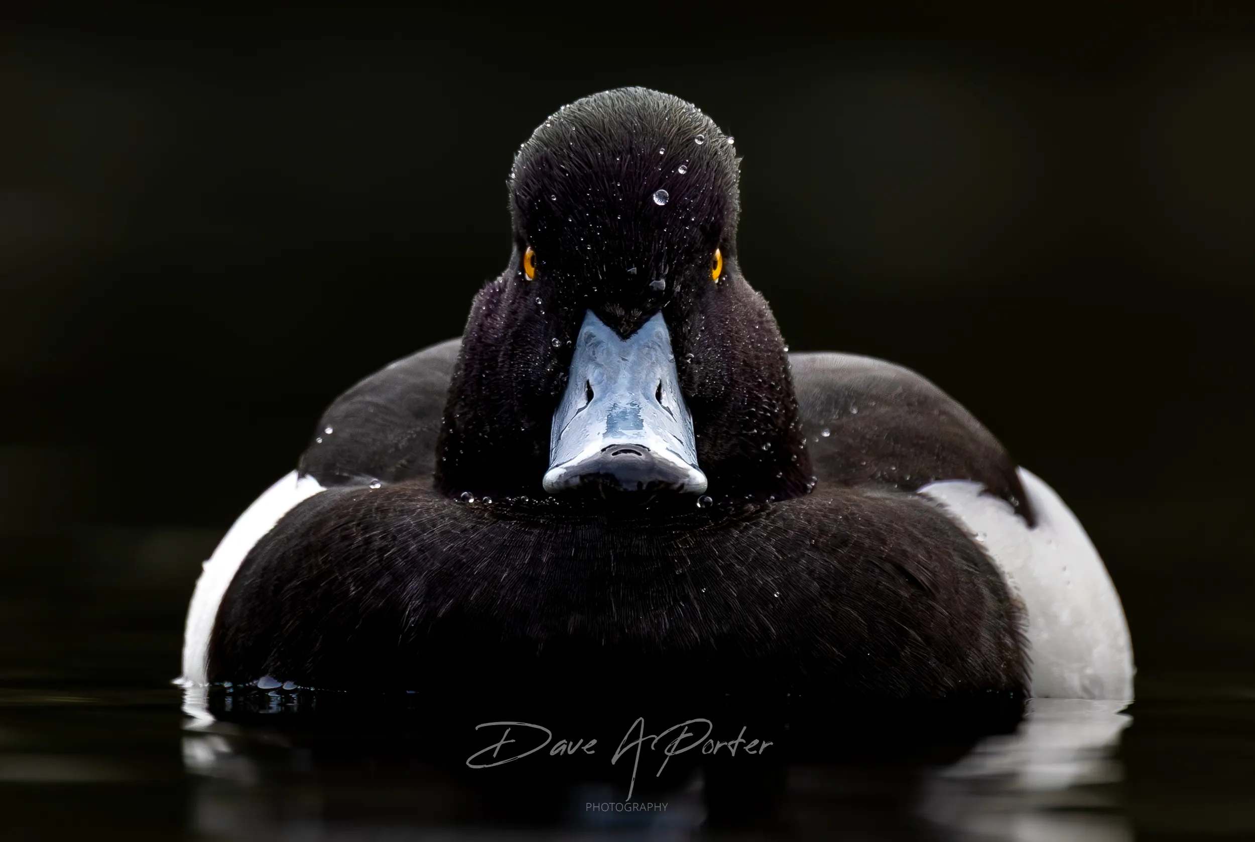 Tufted duck head on