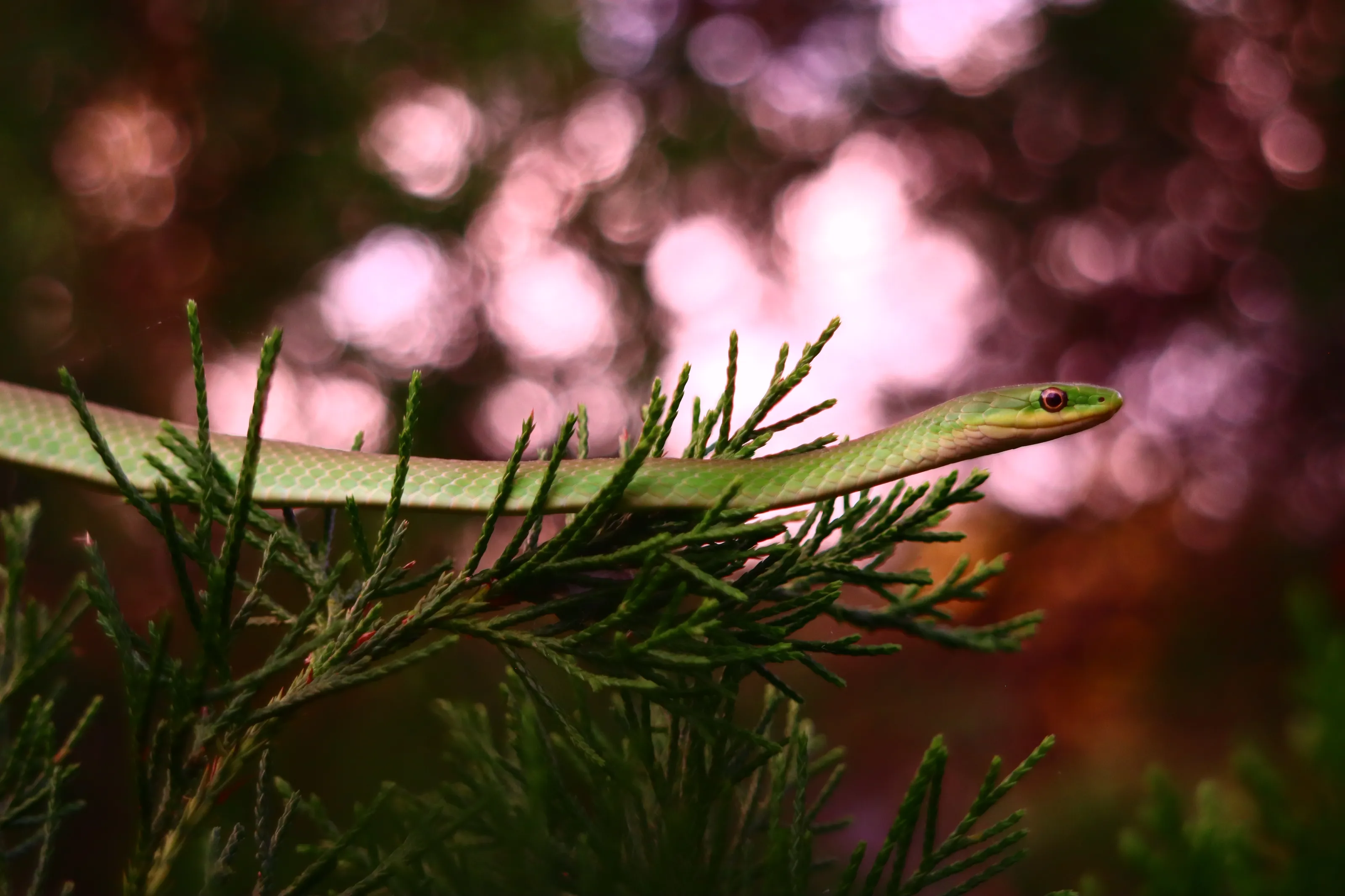 Little Green Snake With Red Tree