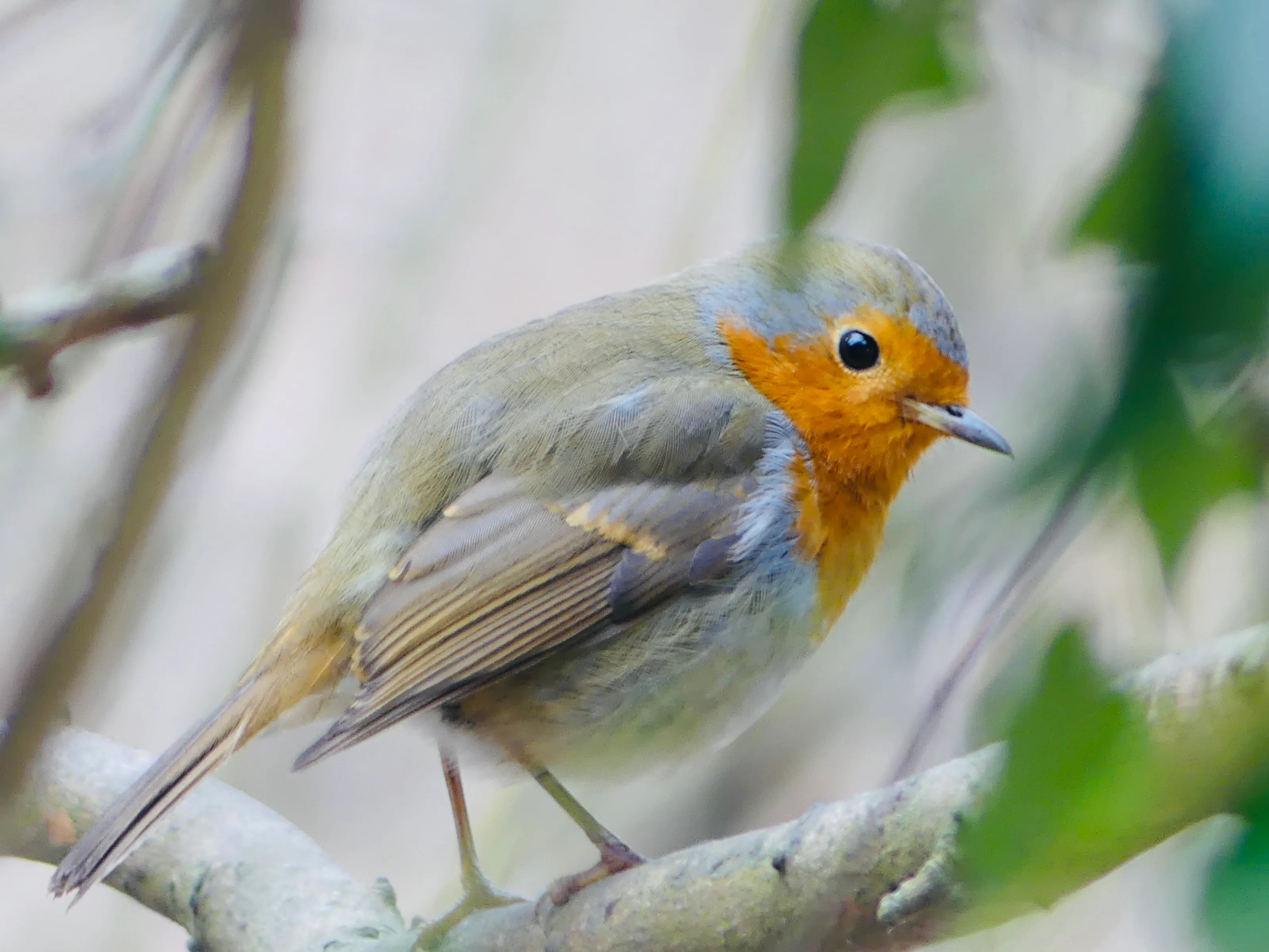 Christmas Robin