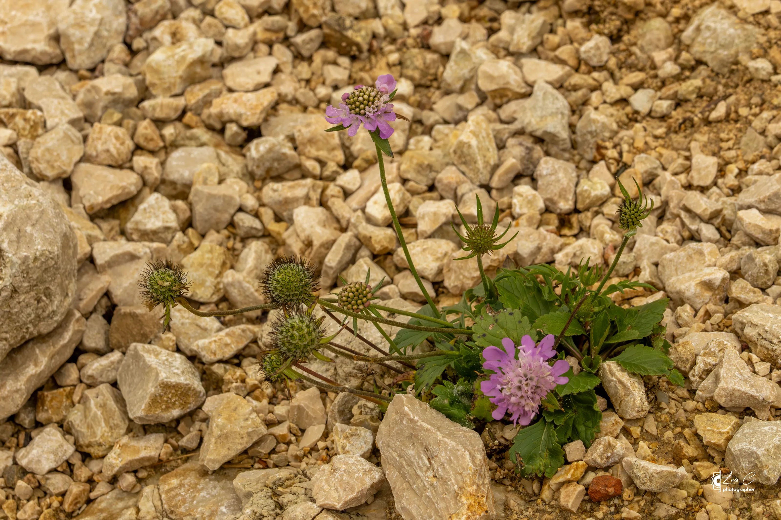 Mountain flower