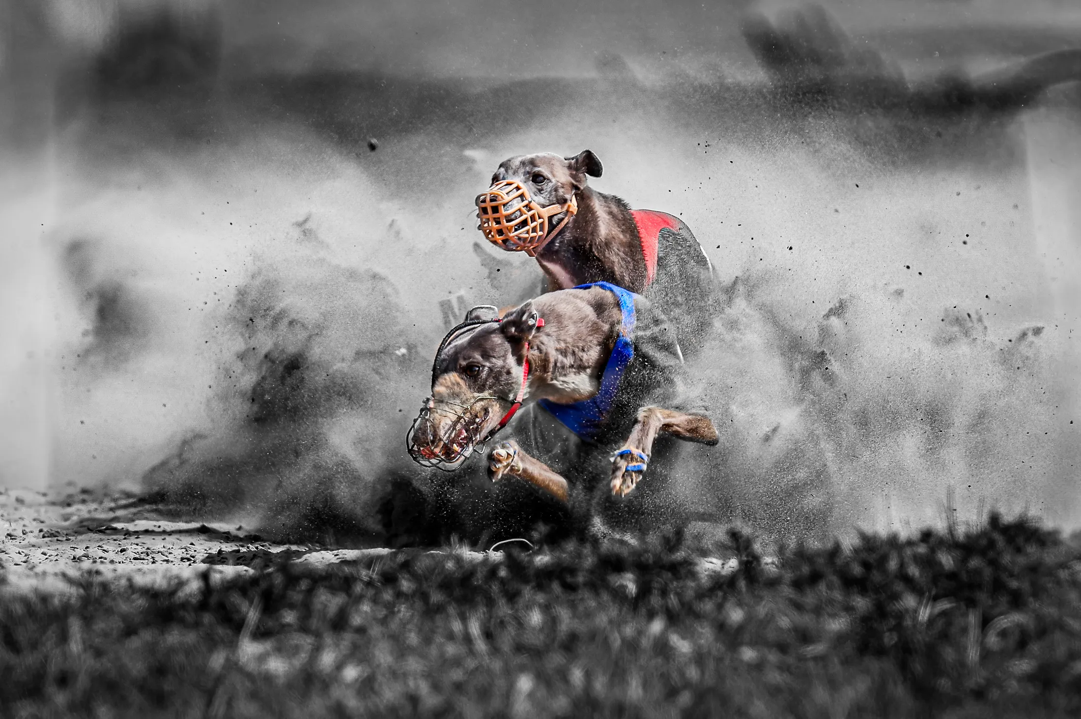 whippet racing