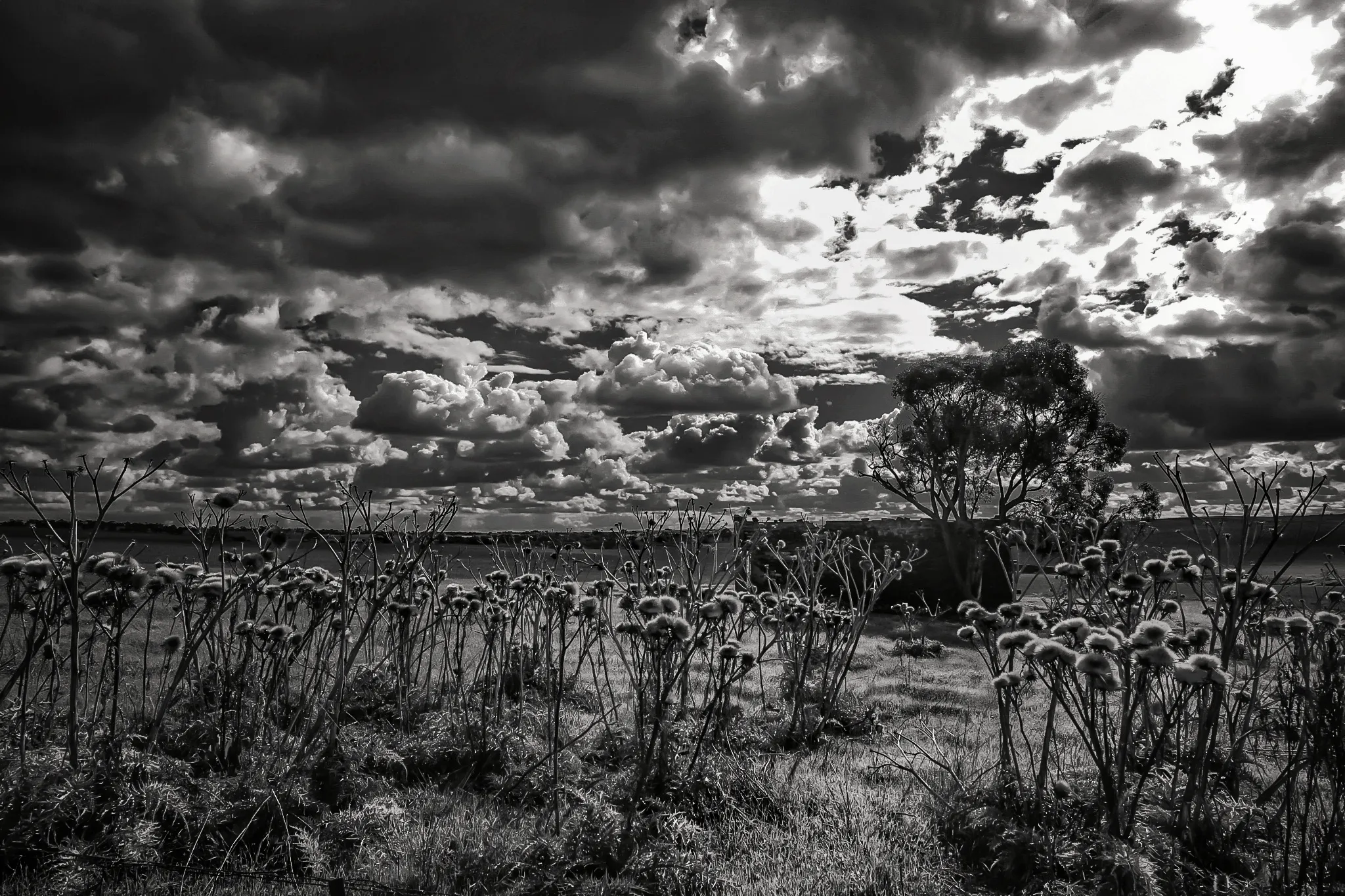 As I walk through the valley of thistles
