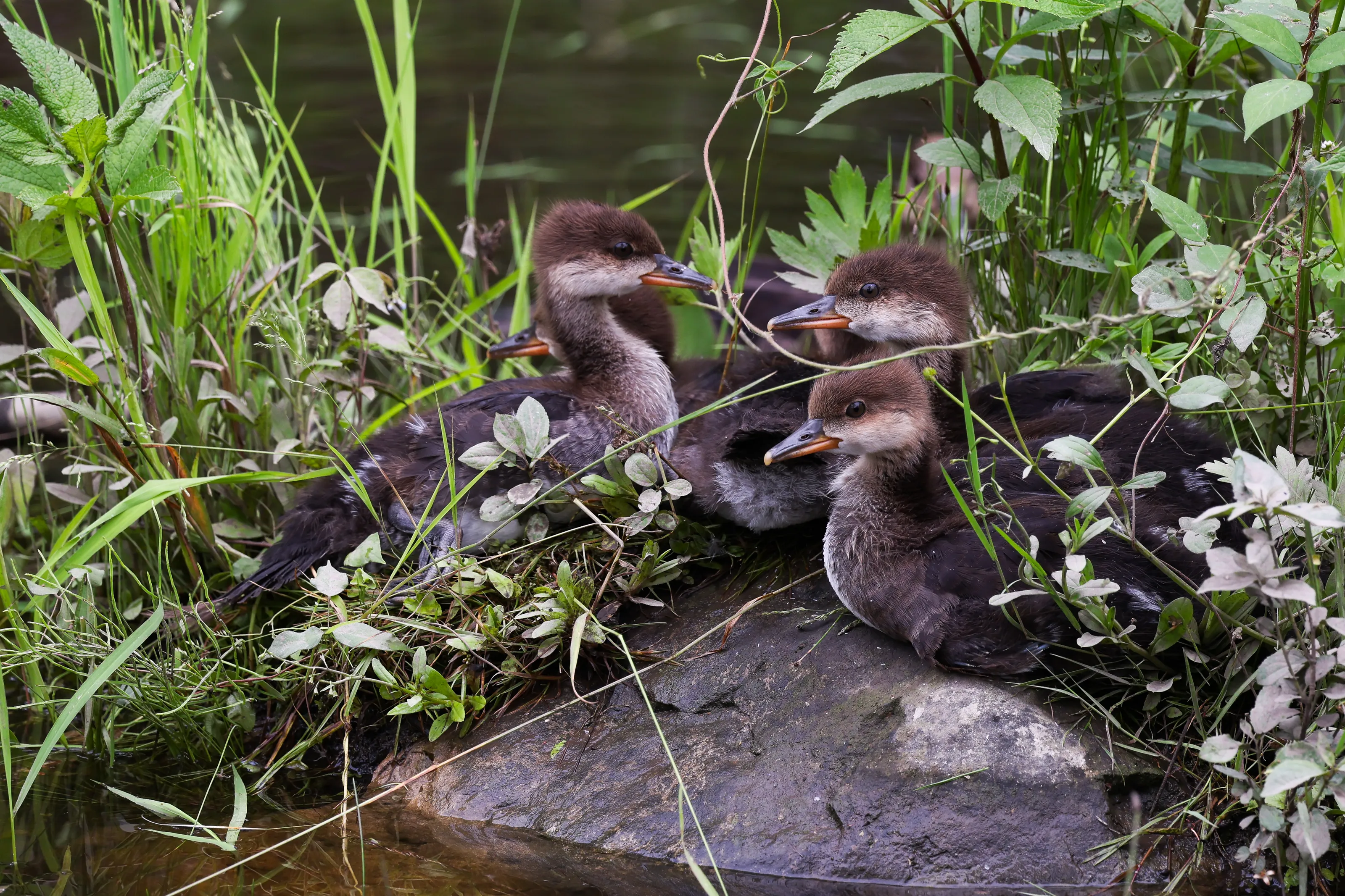 Conference of the Ducklings