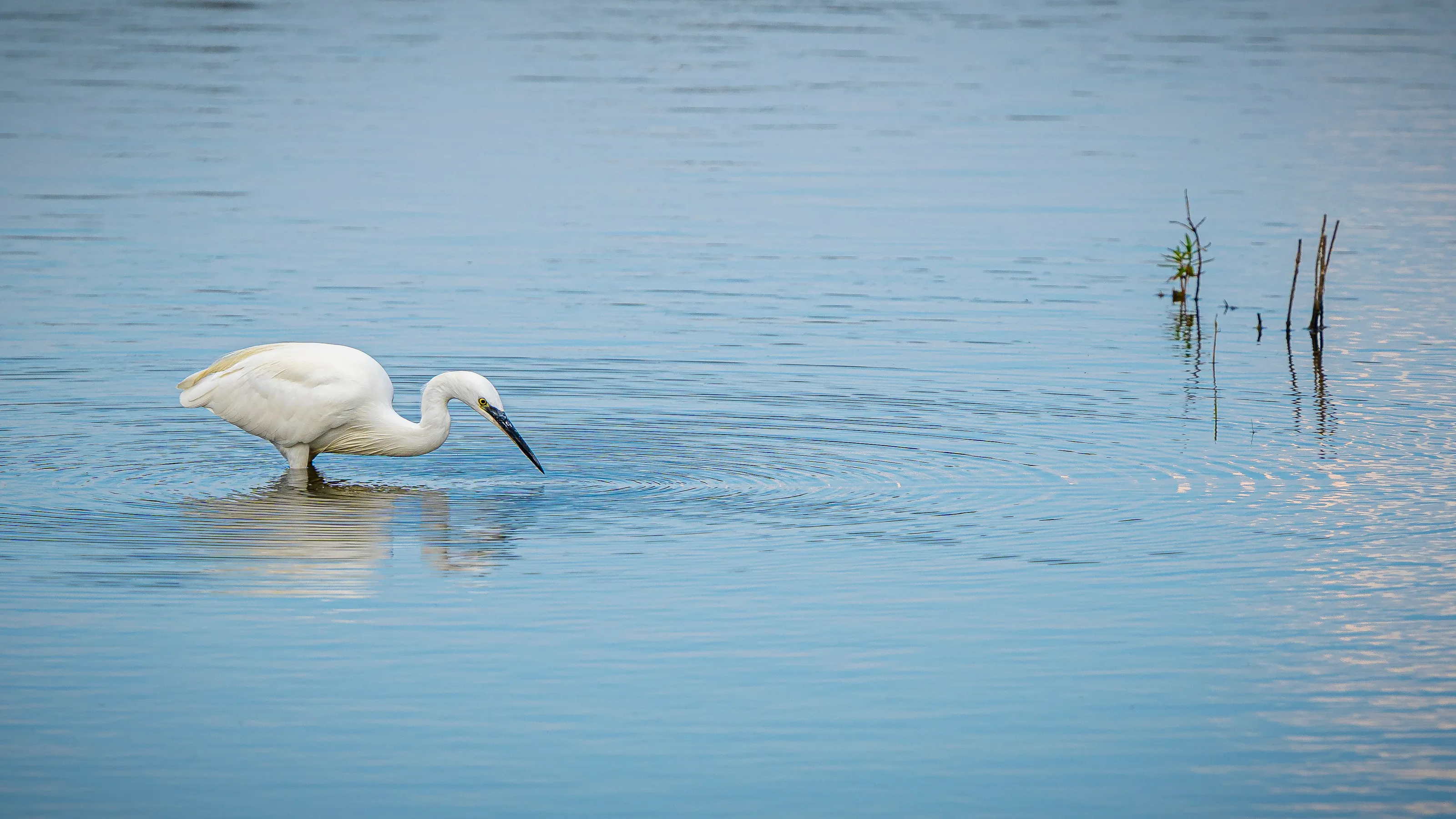 Little egret