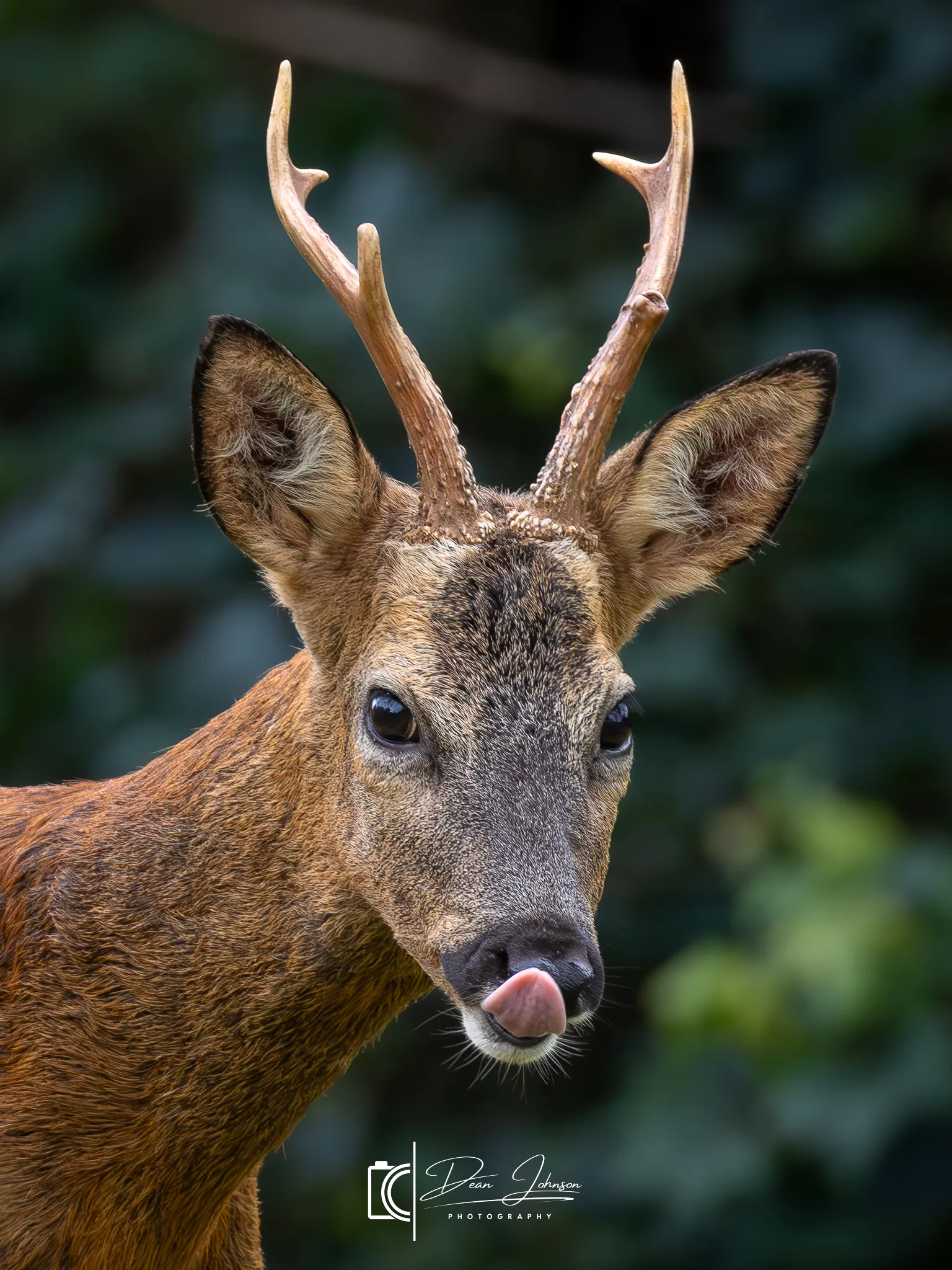 Cheeky Deer