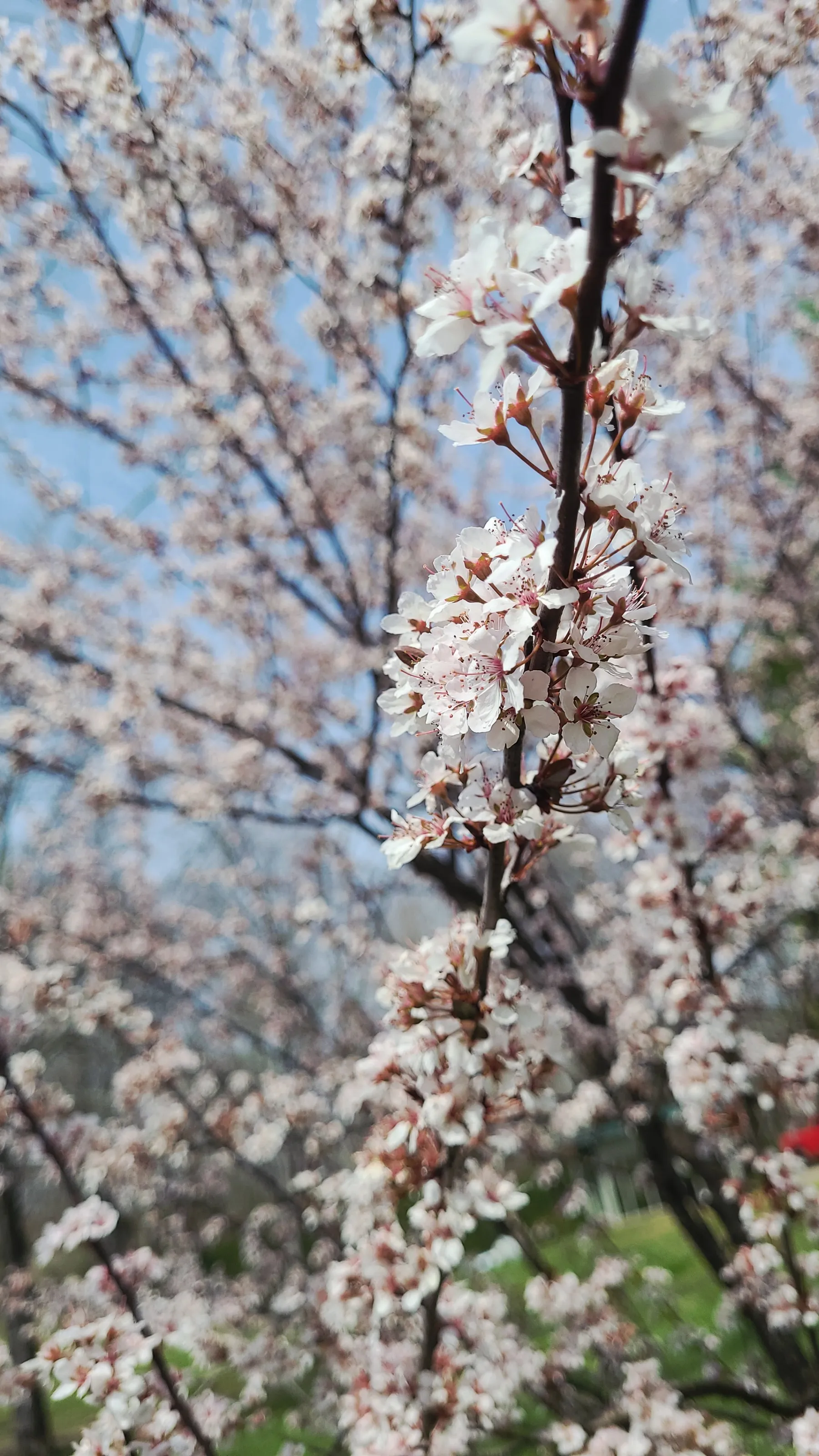 Cherry Blossoms