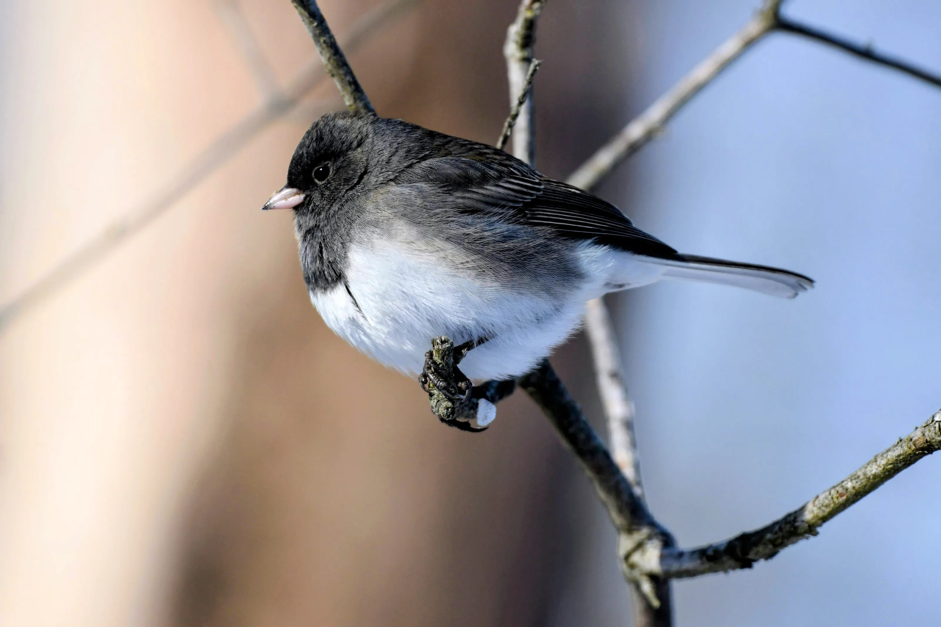 Dark Eyed Junco