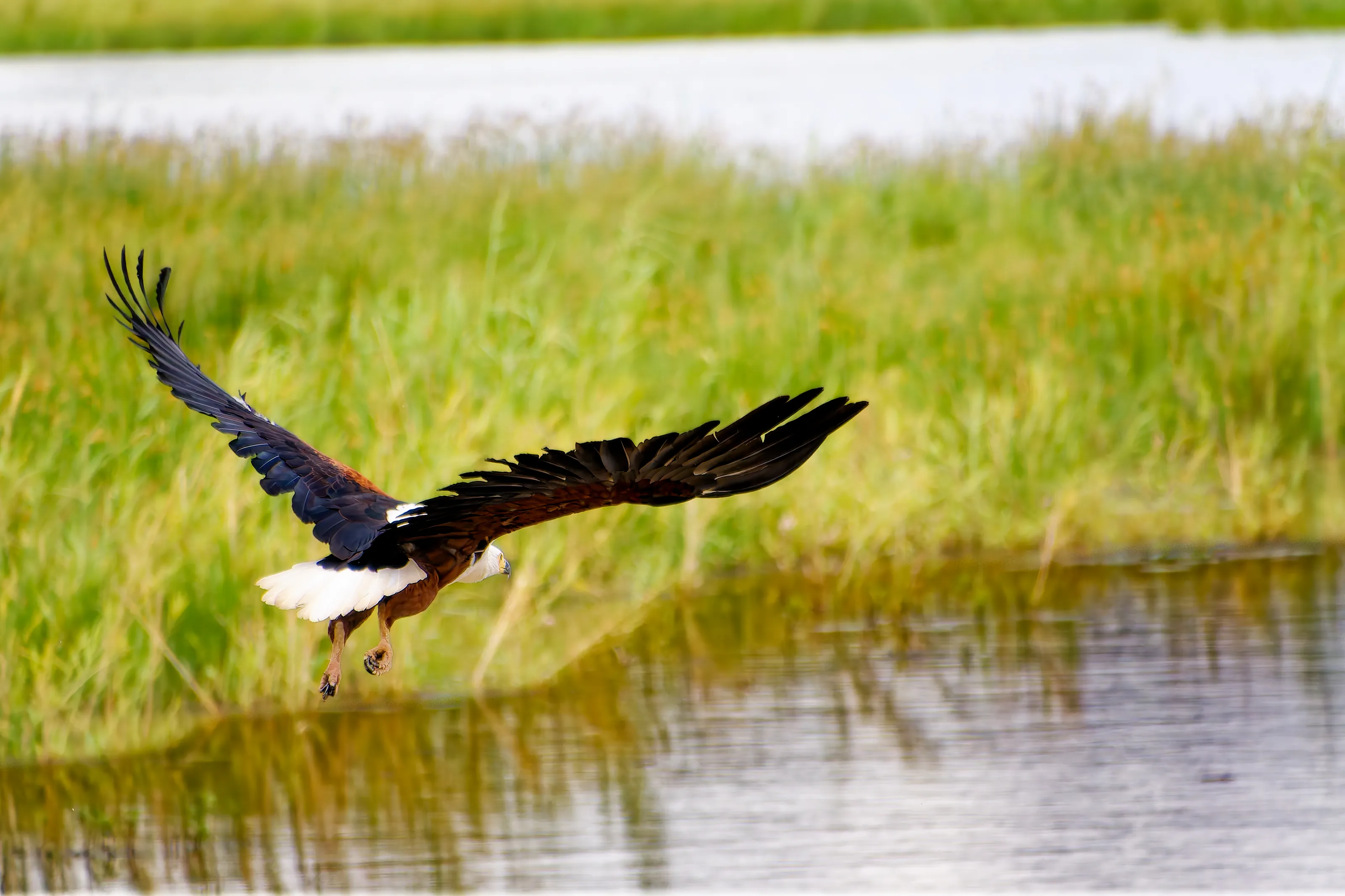 South African Fish Eagle
